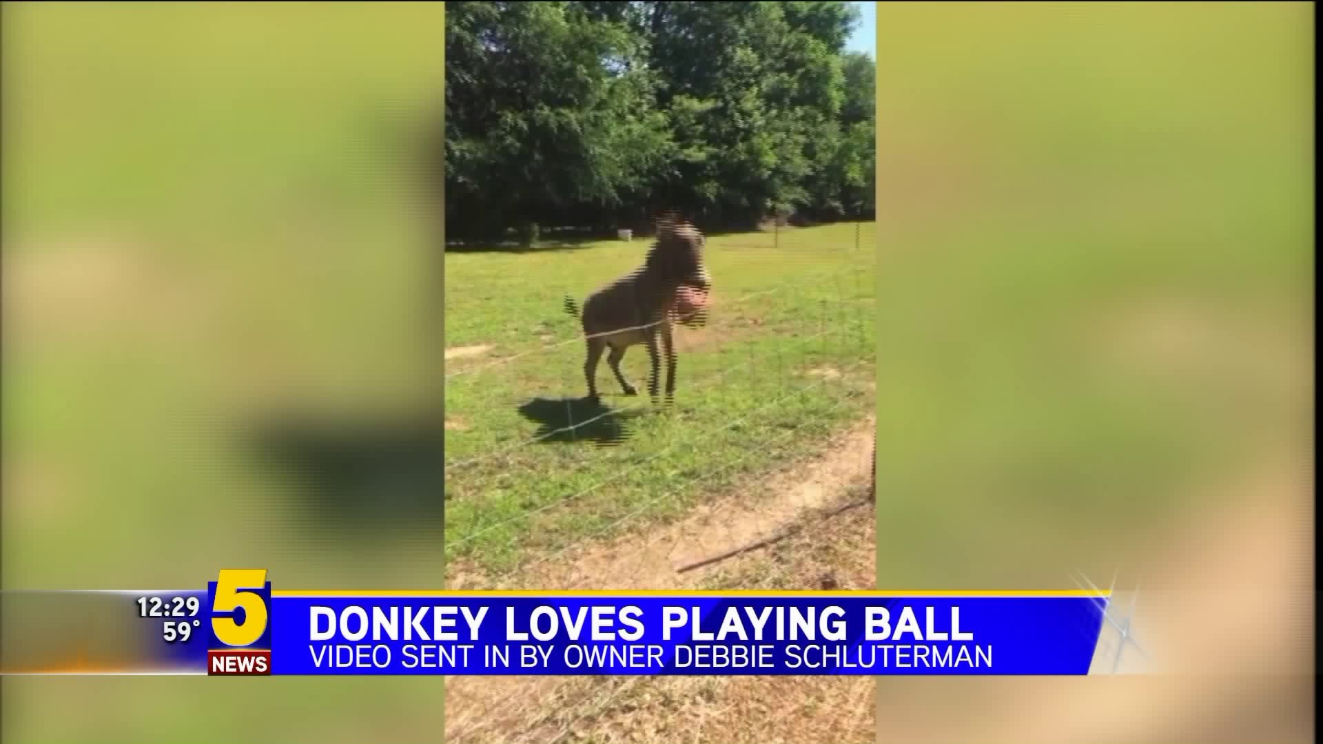 Donkey Loves Playing with Ball