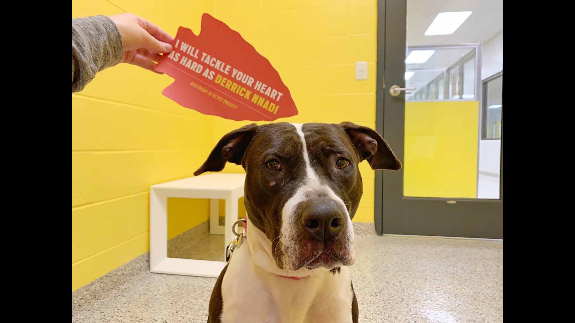 Every Kennel Empty At Kansas City Animal Shelter Thanks To Super Bowl