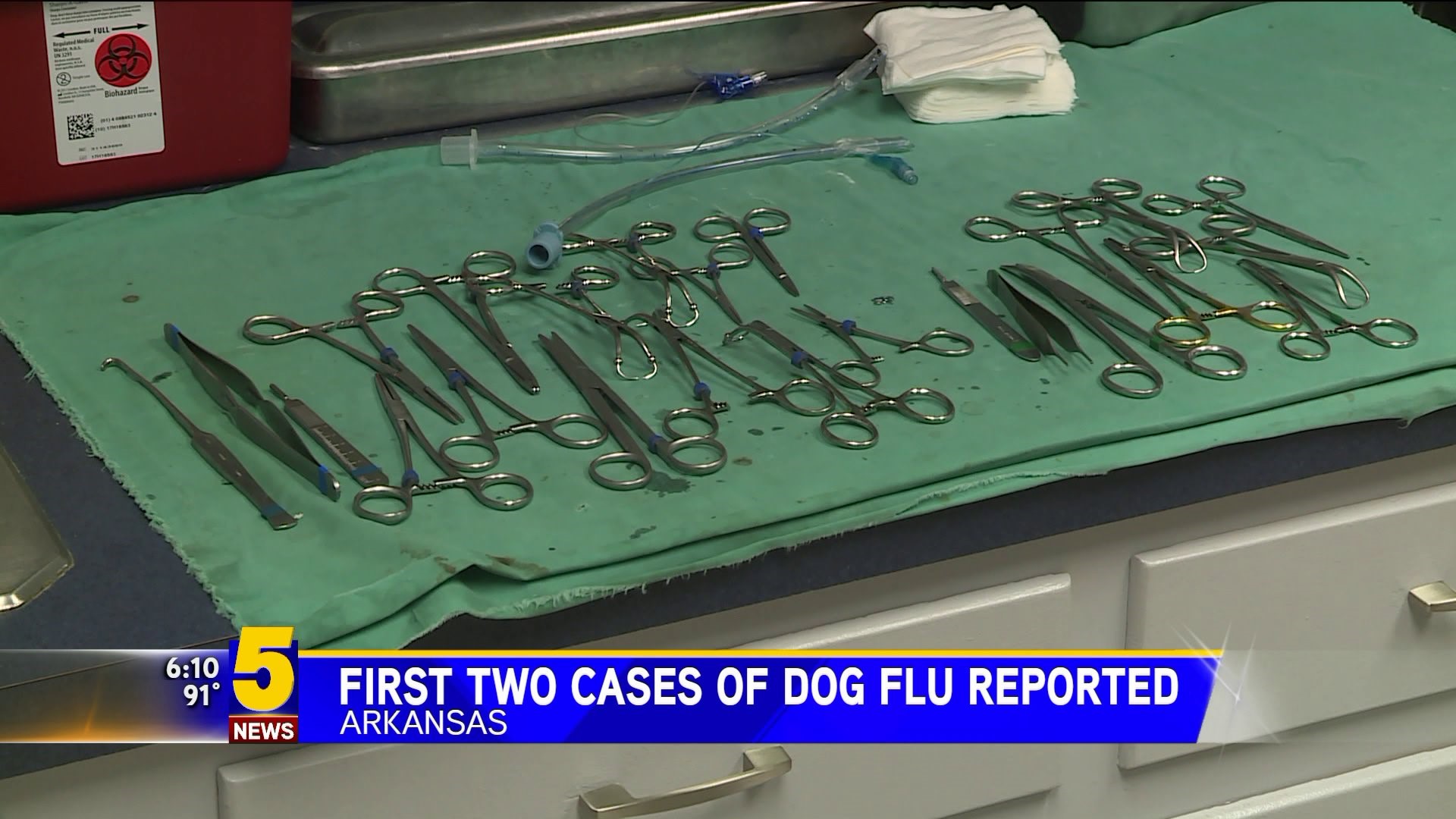 First Two Cases Of Dog Flu Reported
