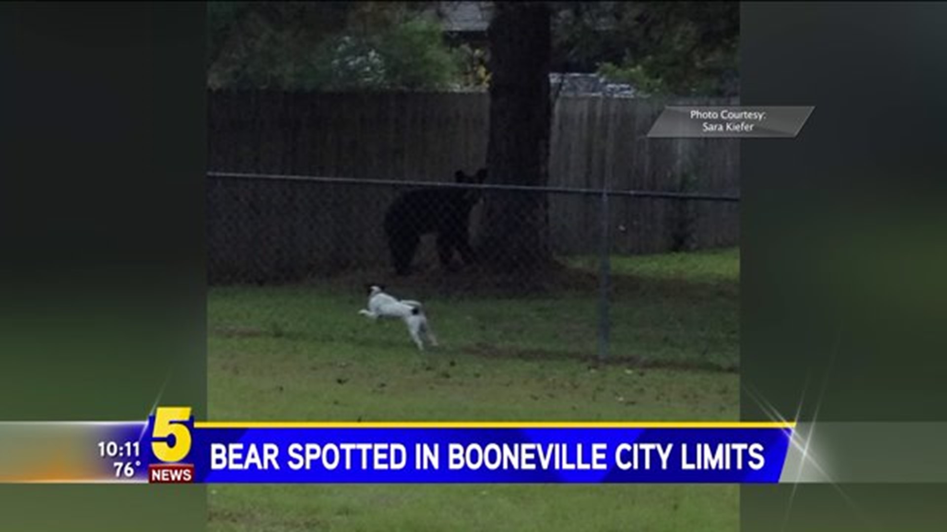 Bear Spotted