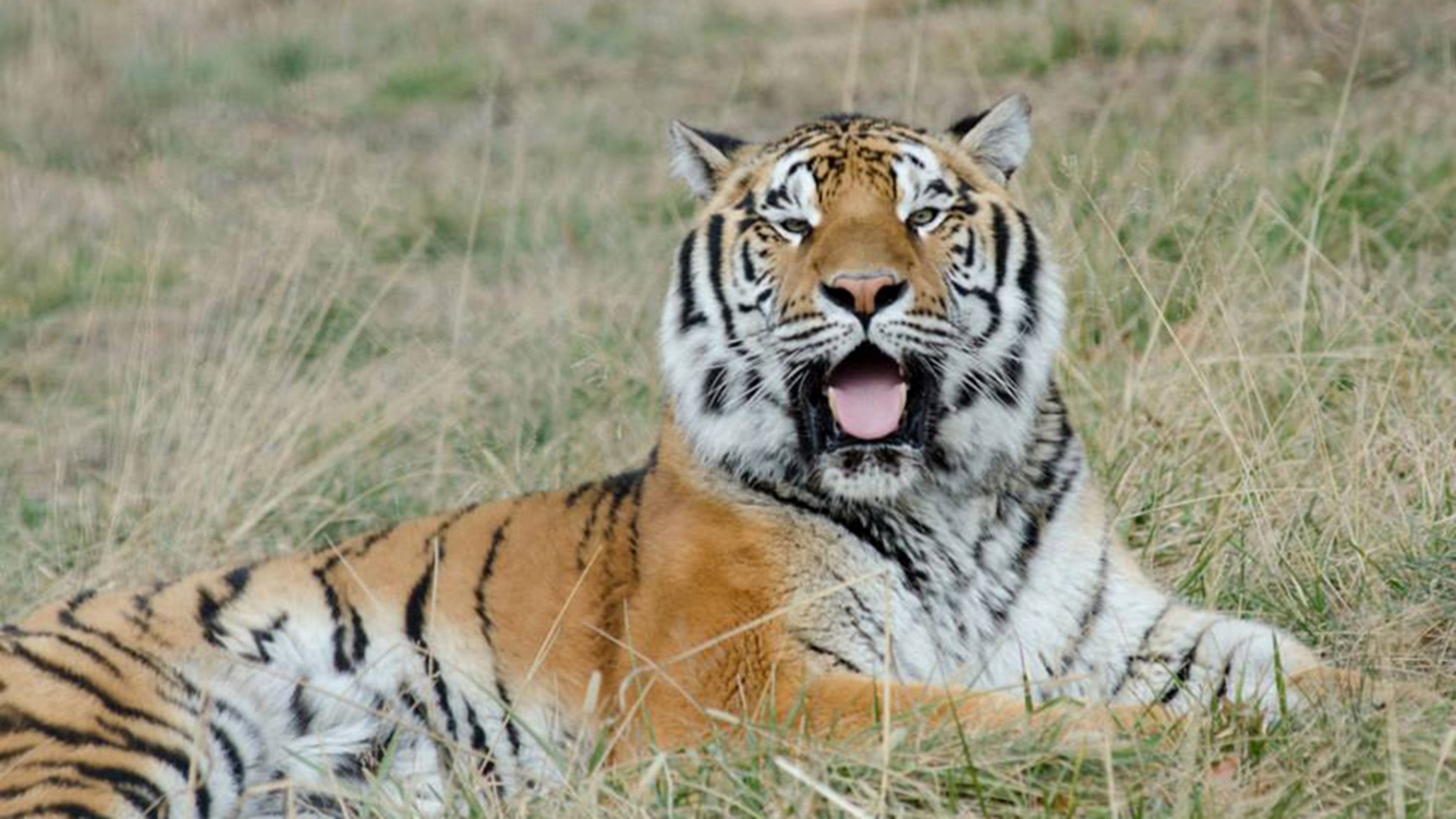 Tiger At Turpentine Creek Wildlife Refuge Recovering From Cancer ...