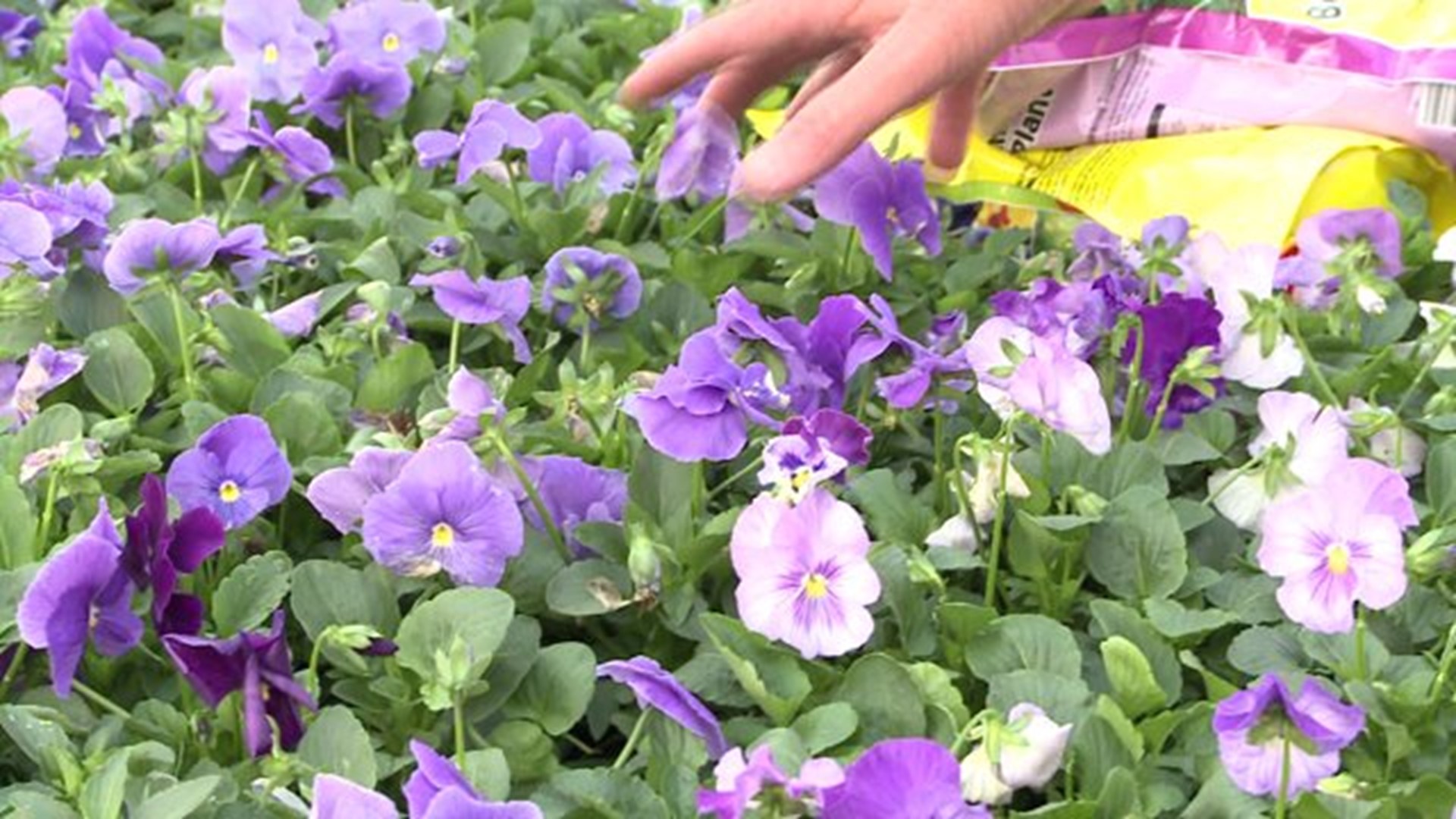 Sharum`s Garden Center: Planting Pansies in the Fall