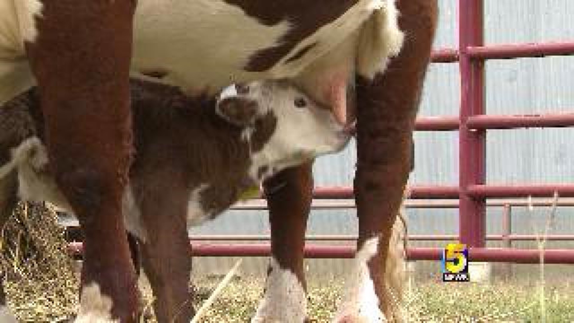Cow Gives Birth To Several