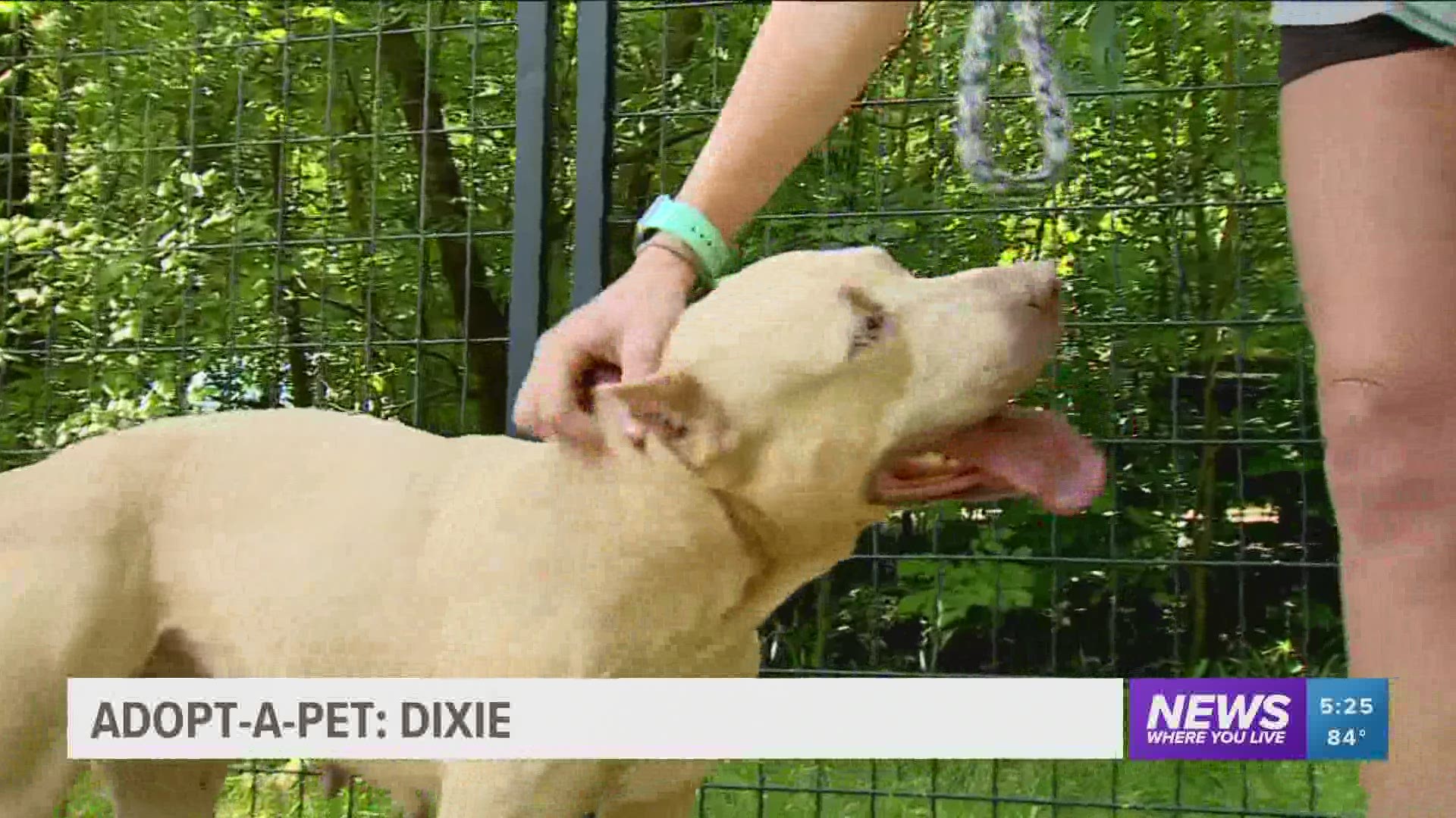 6-year-old pit-mix Dixie has had a rough life and is at the Bella Vista Animal Shelter waiting for her forever home. https://bit.ly/2N49ucu