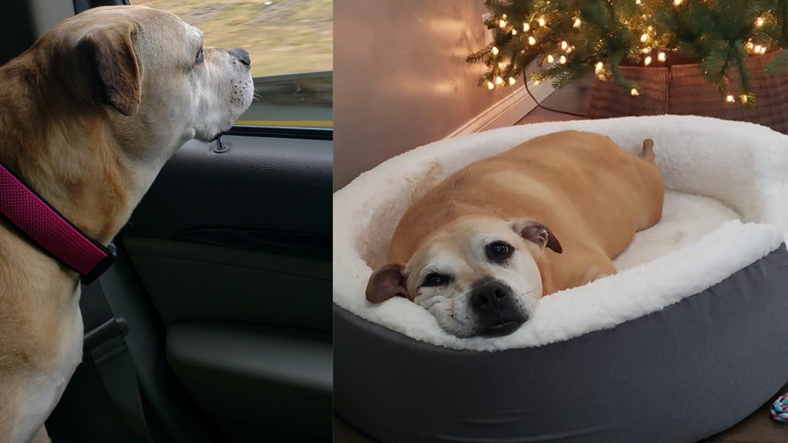 Dog Finds Forever Home After Spending 2,461 Days In Shelter ...