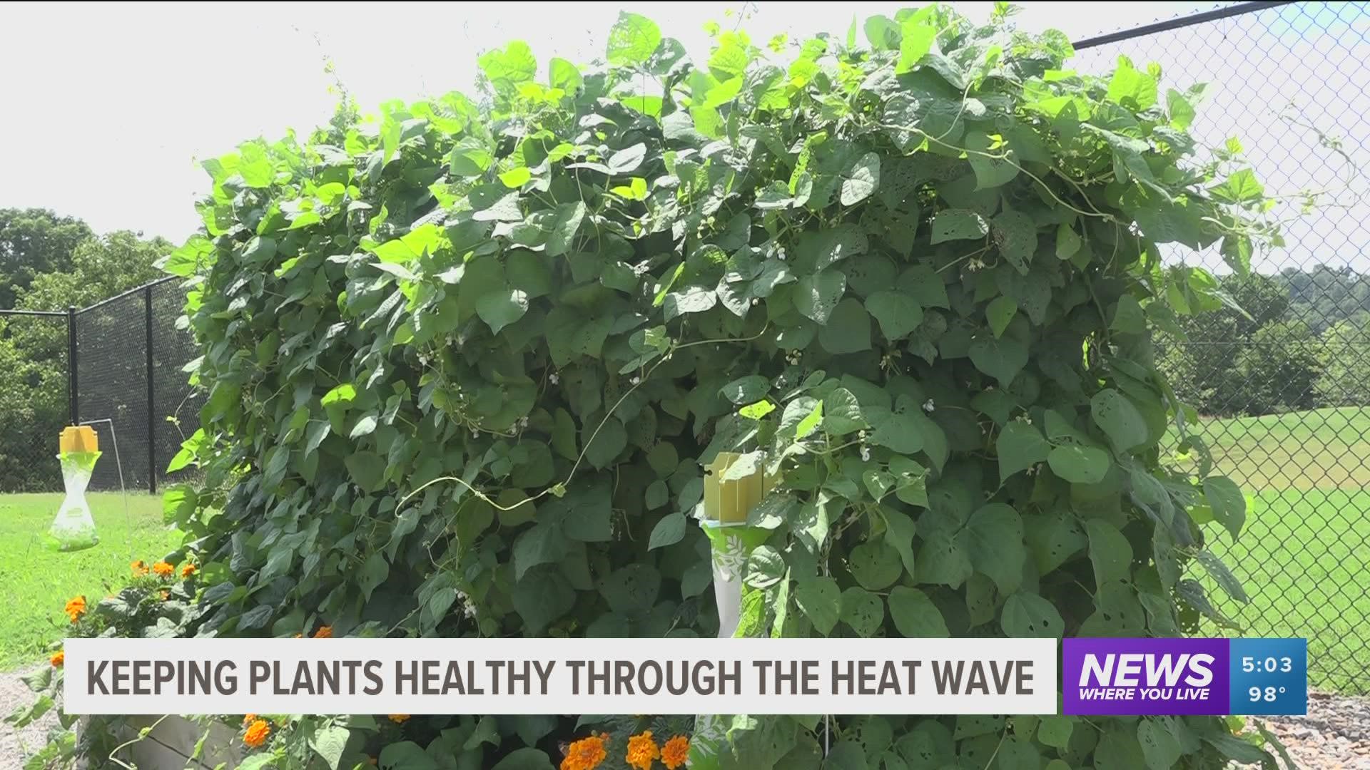Here are some tips on how to keep your plants healthy through the heat wave.