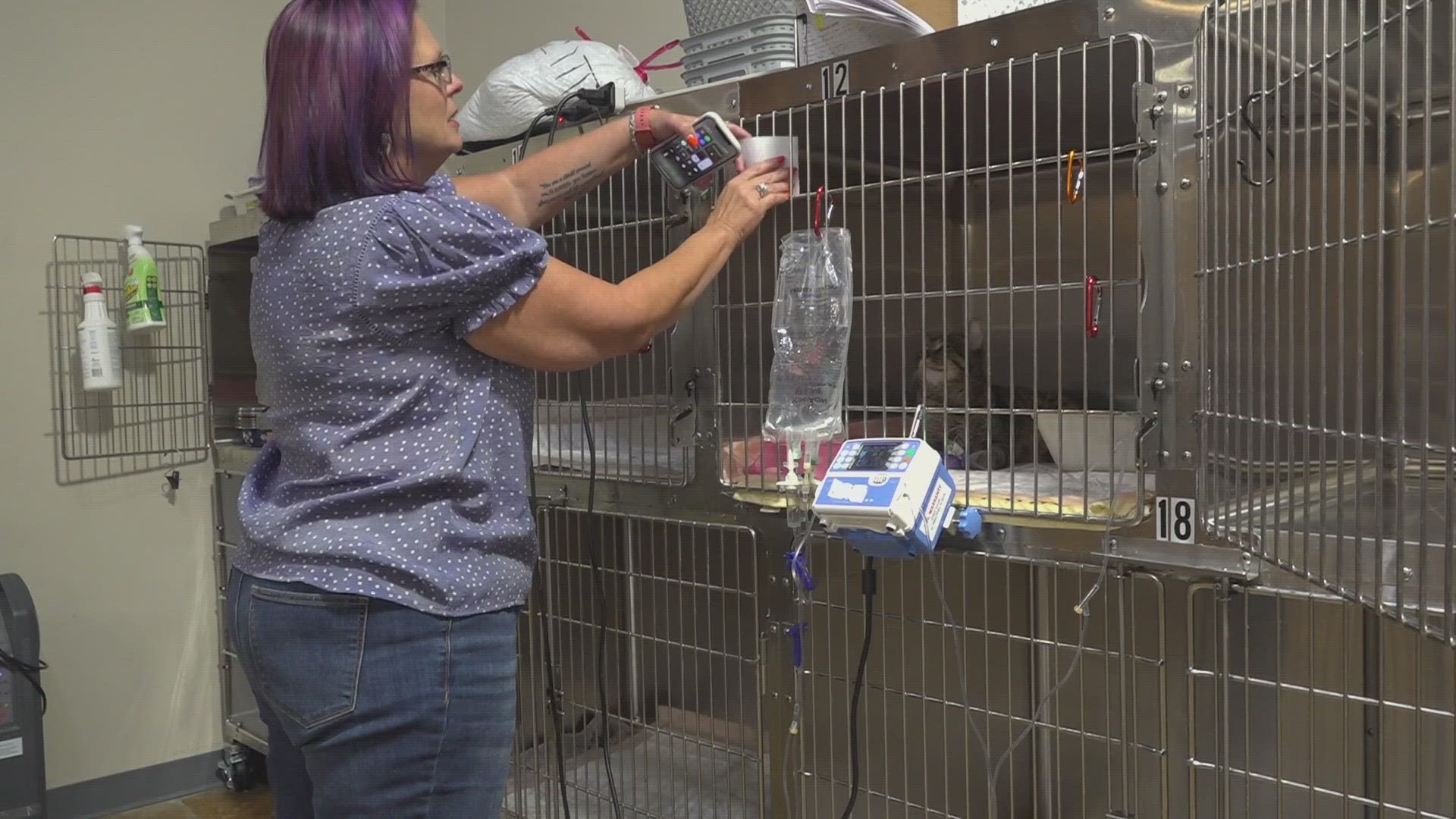 Parts of Arkansas face veterinarian shortage