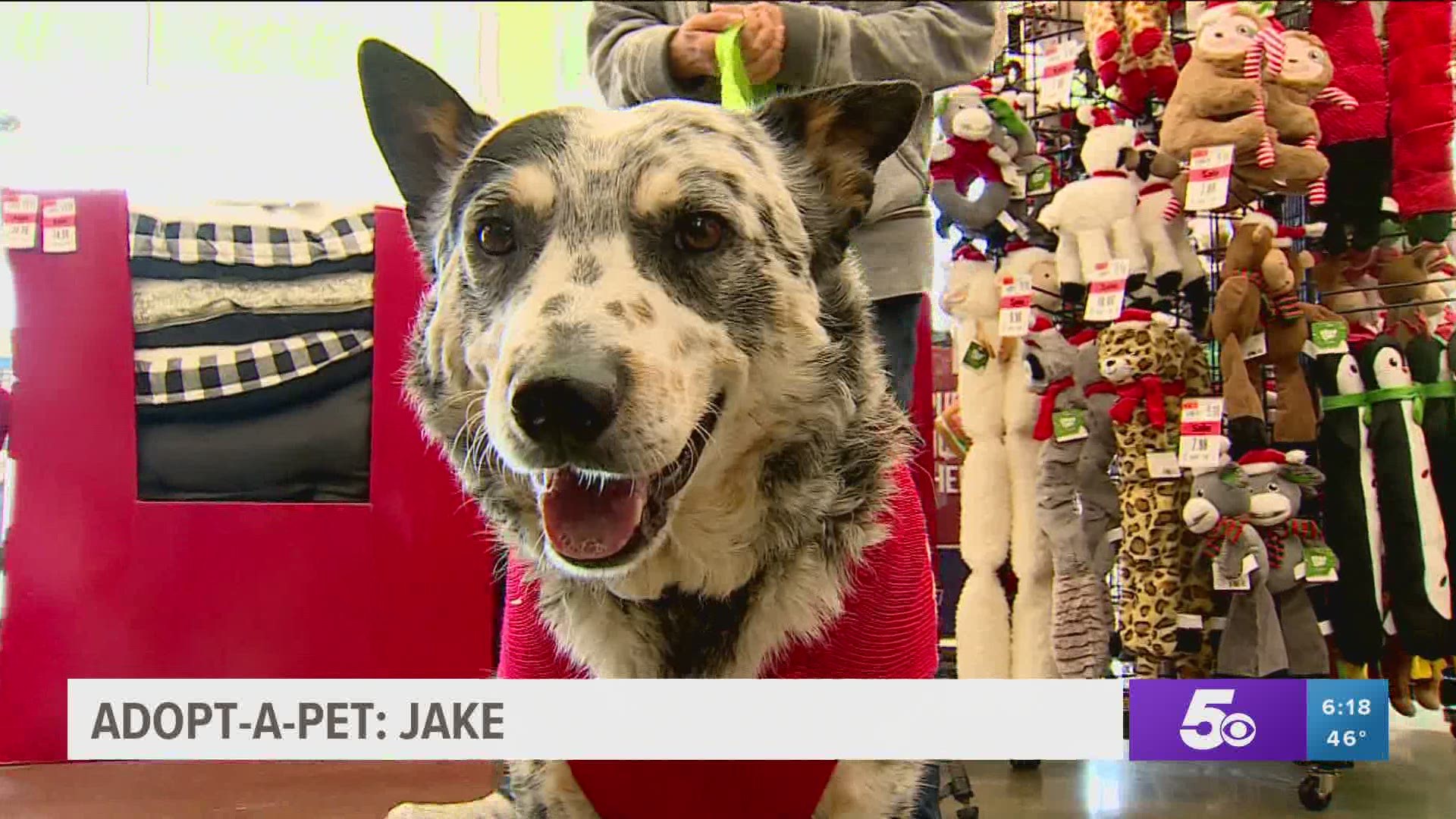 Jake was returned to the rescue after his new owners went back to work and school, and didn't have time for him anymore. https://bit.ly/38MIQRJ