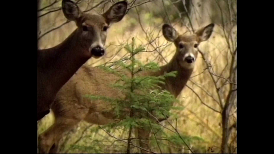 Deer Hunting Season Dates Announced