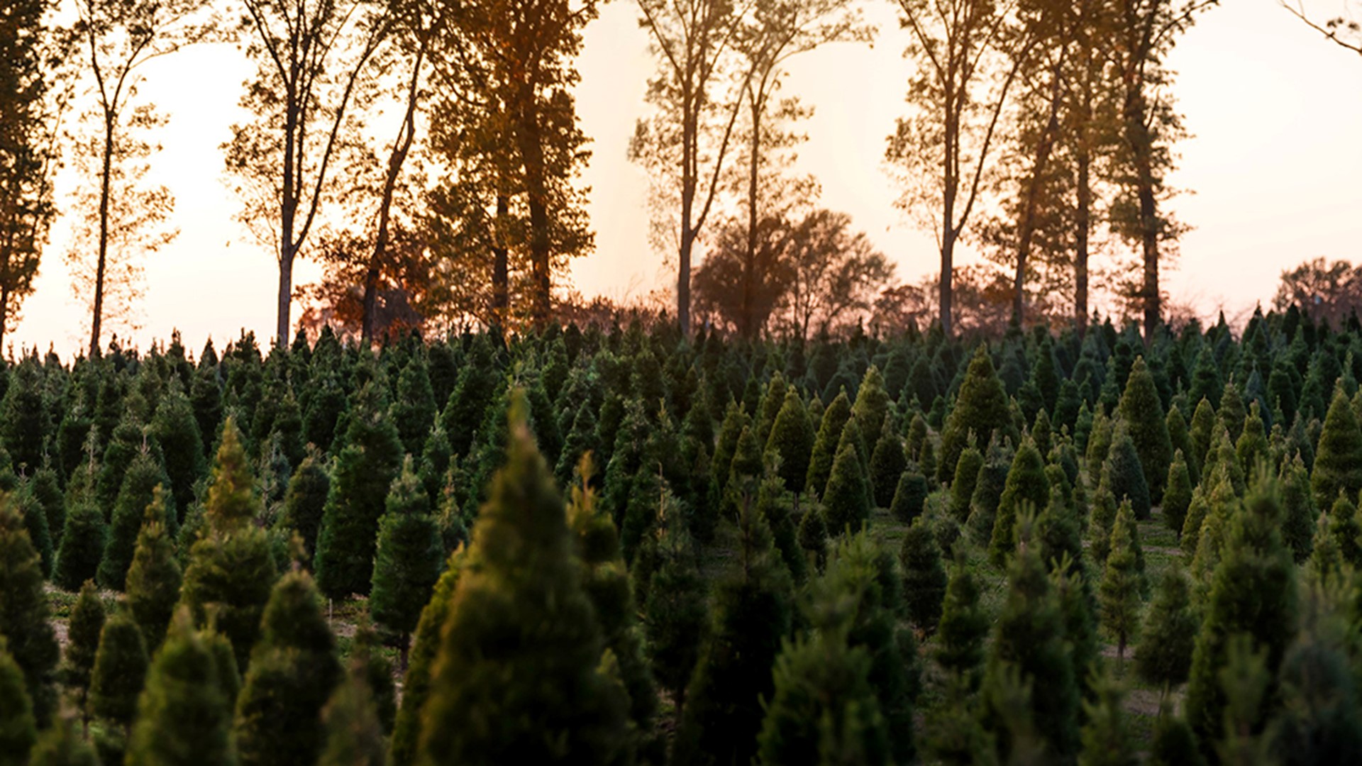 Pea Ridge Christmas tree farm closes early | 5newsonline.com