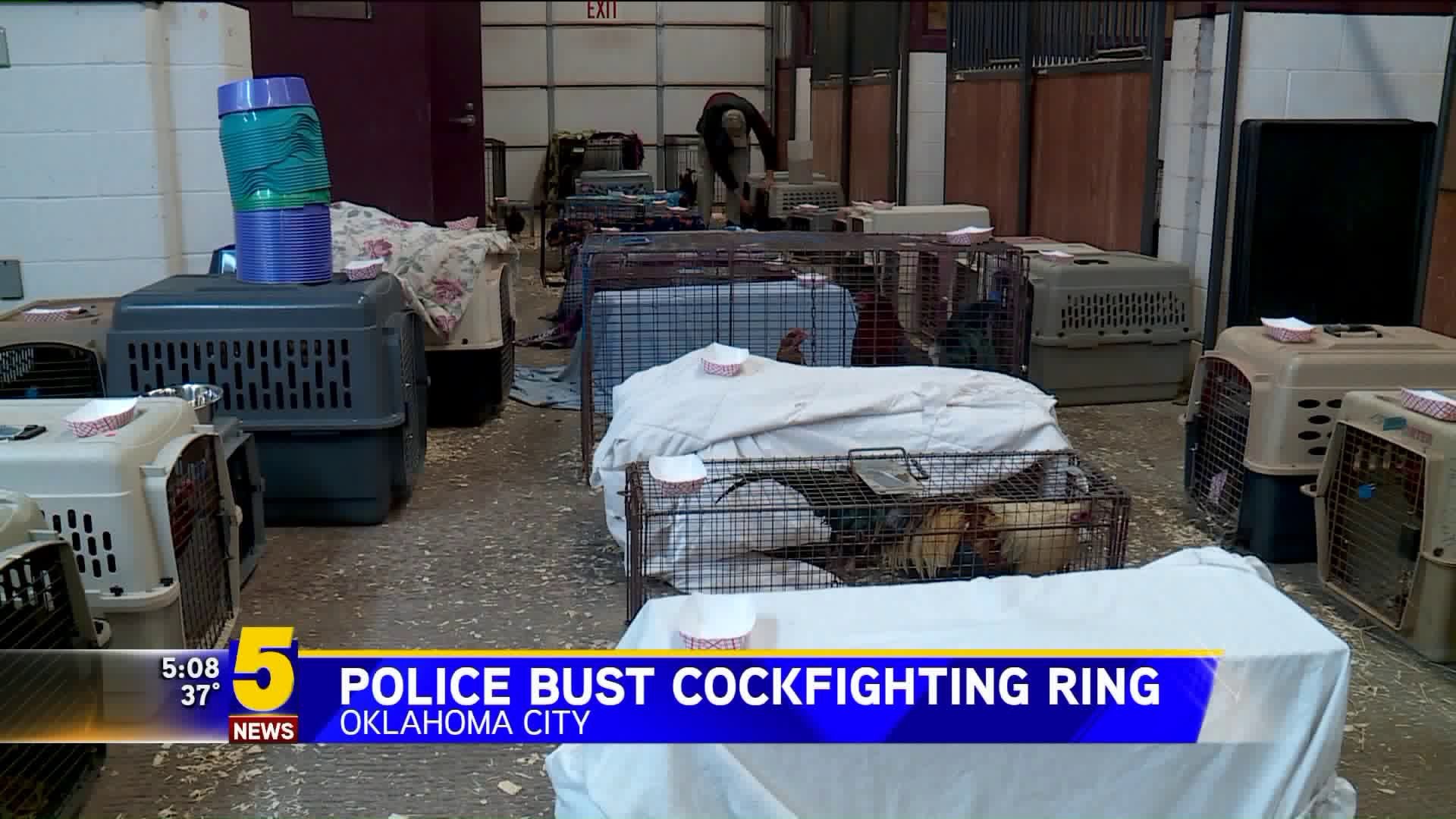 Police Bust Cockfighting Ring OKC