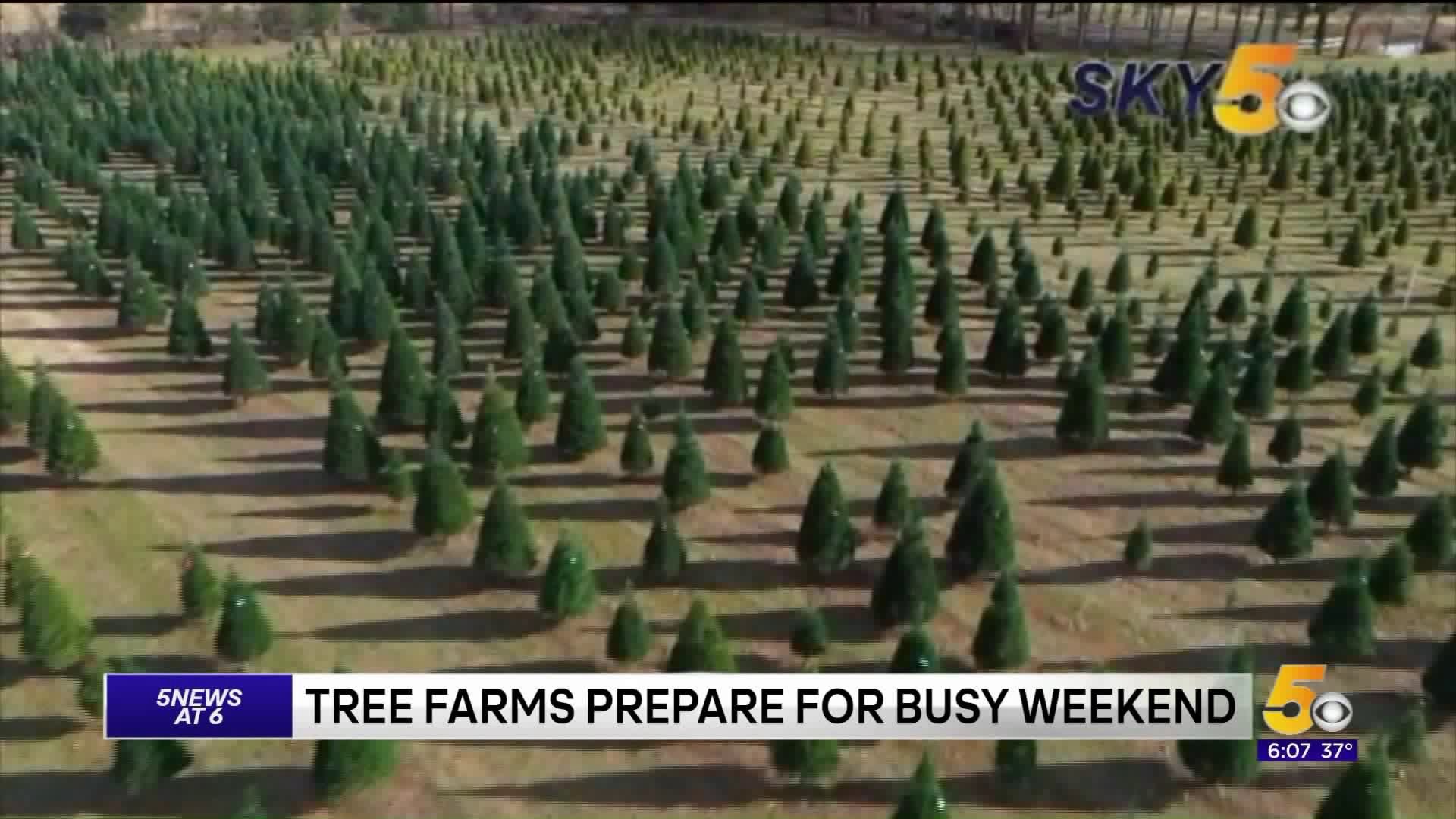 Local Christmas Tree Farm Preparing For Big Crowd This Weekend