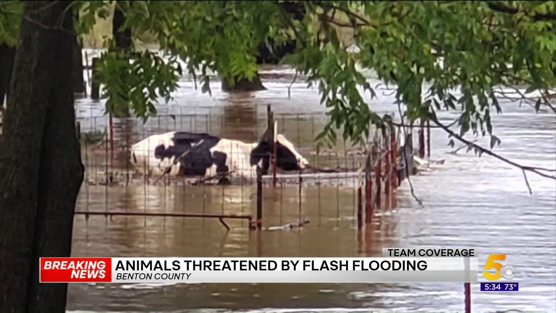 Floodwater Rises On Animals And Homes South Of Centerton