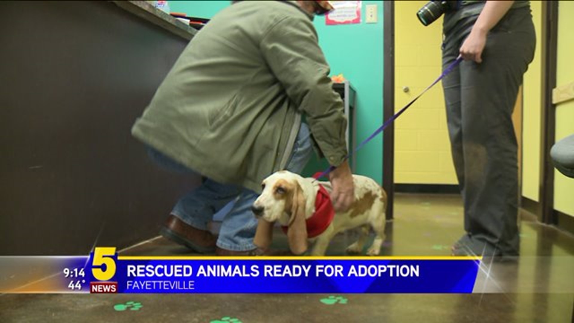 Rescued Animals Ready For Adoption