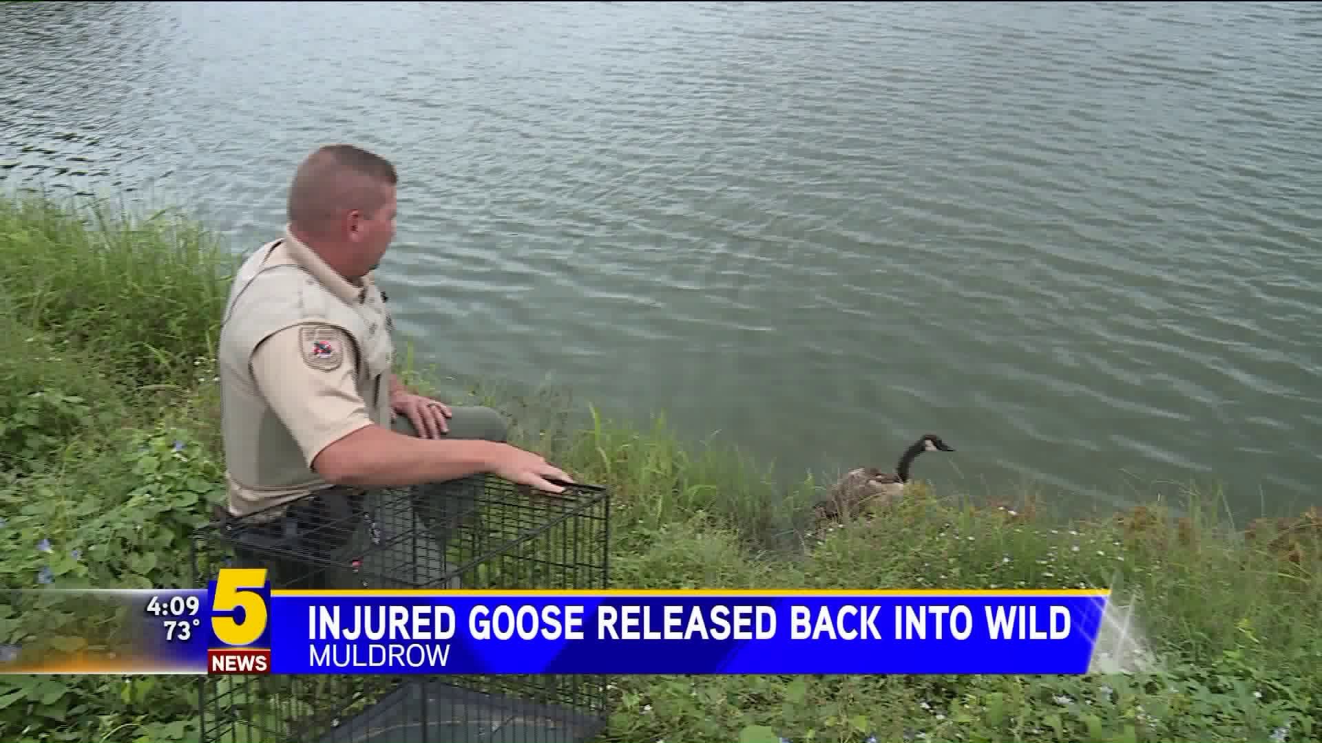Injured Goose Released Back Into Wild In Muldrow