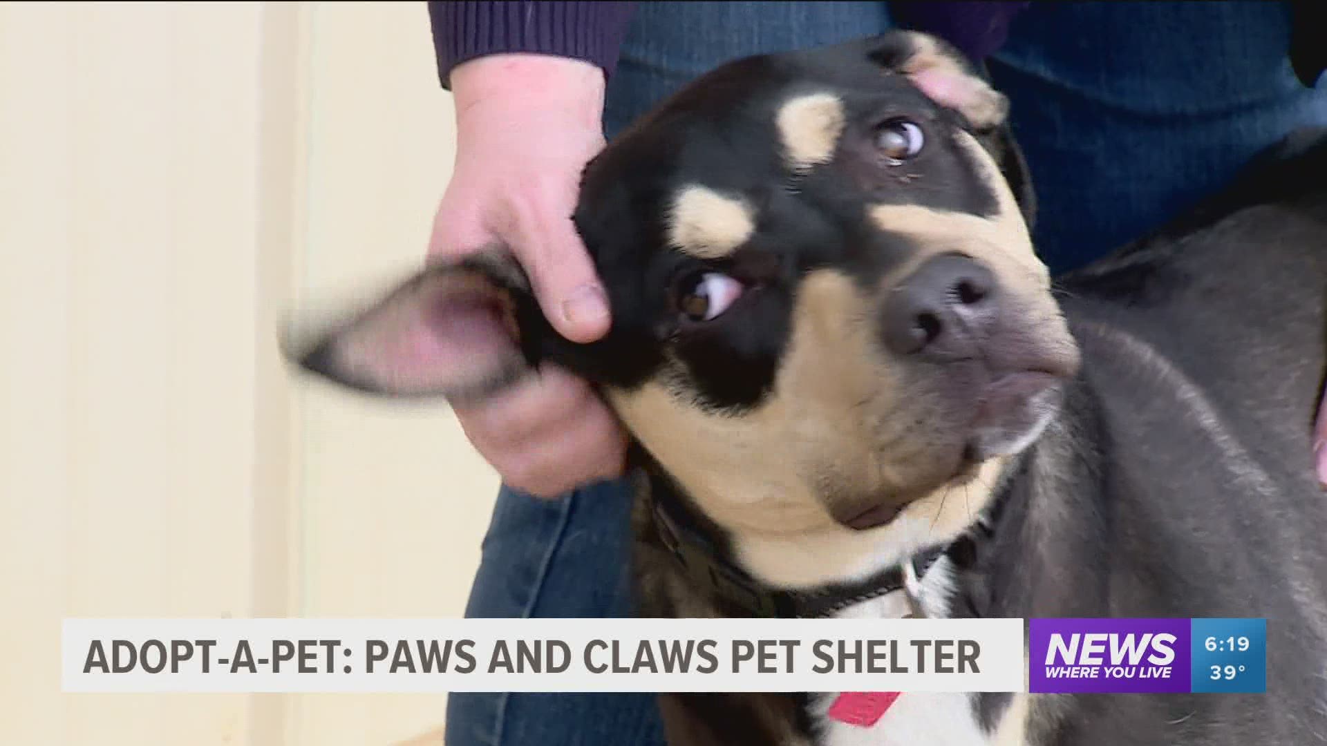 Several sweet dogs are up for adoption at Paws and Claws Shelter in Huntsville. https://bit.ly/3sKoYpx