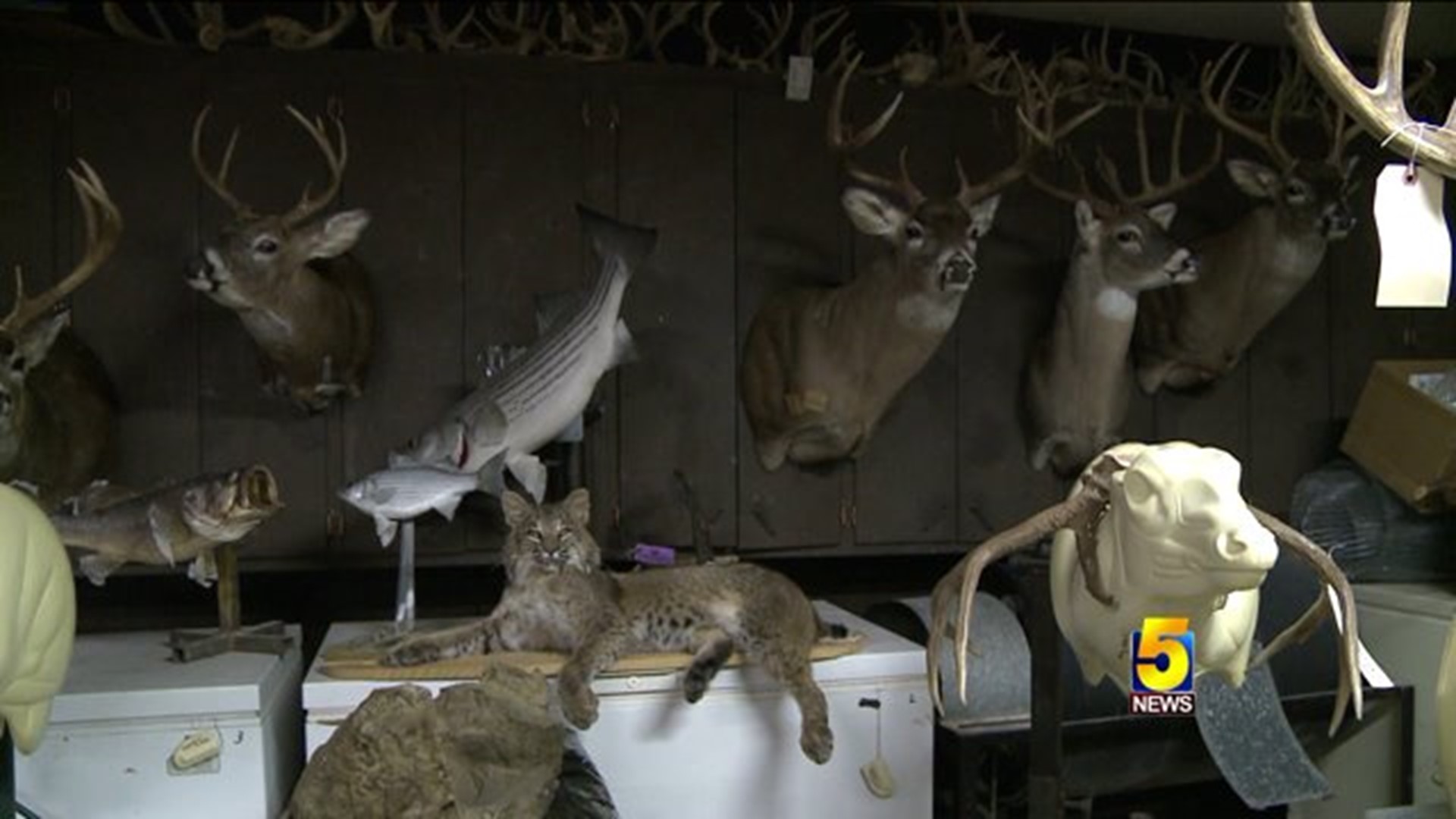 Tips From A Taxidermist During Deer Season
