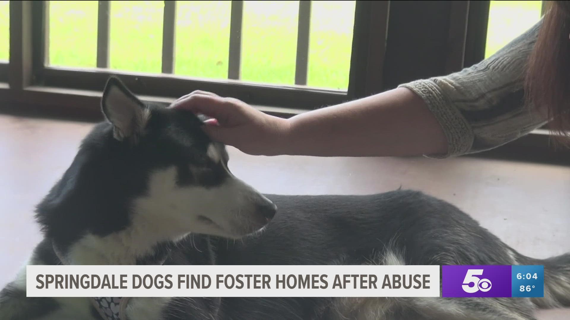 The two dogs drug behind an SUV two weeks ago have been surrendered to the city and recovering in a foster home.