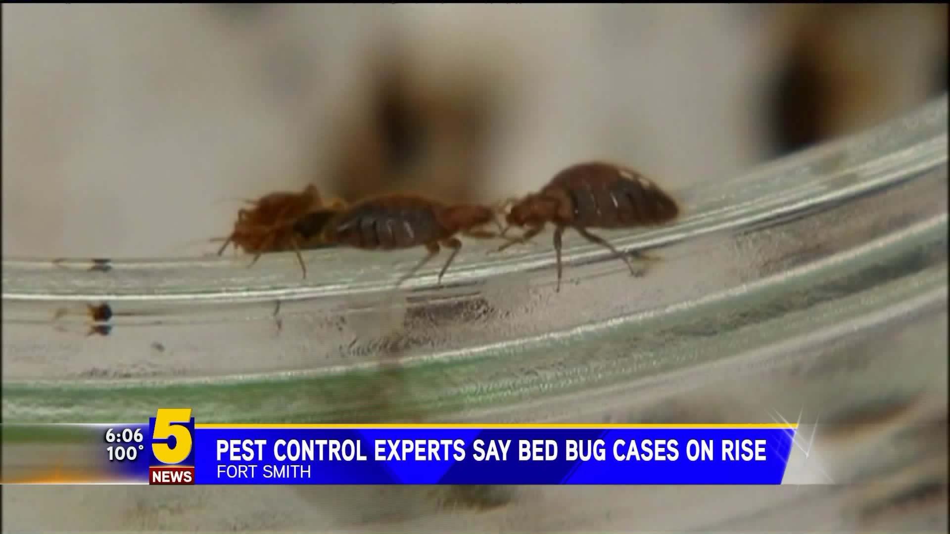 Bed Bug Cases On The Rise