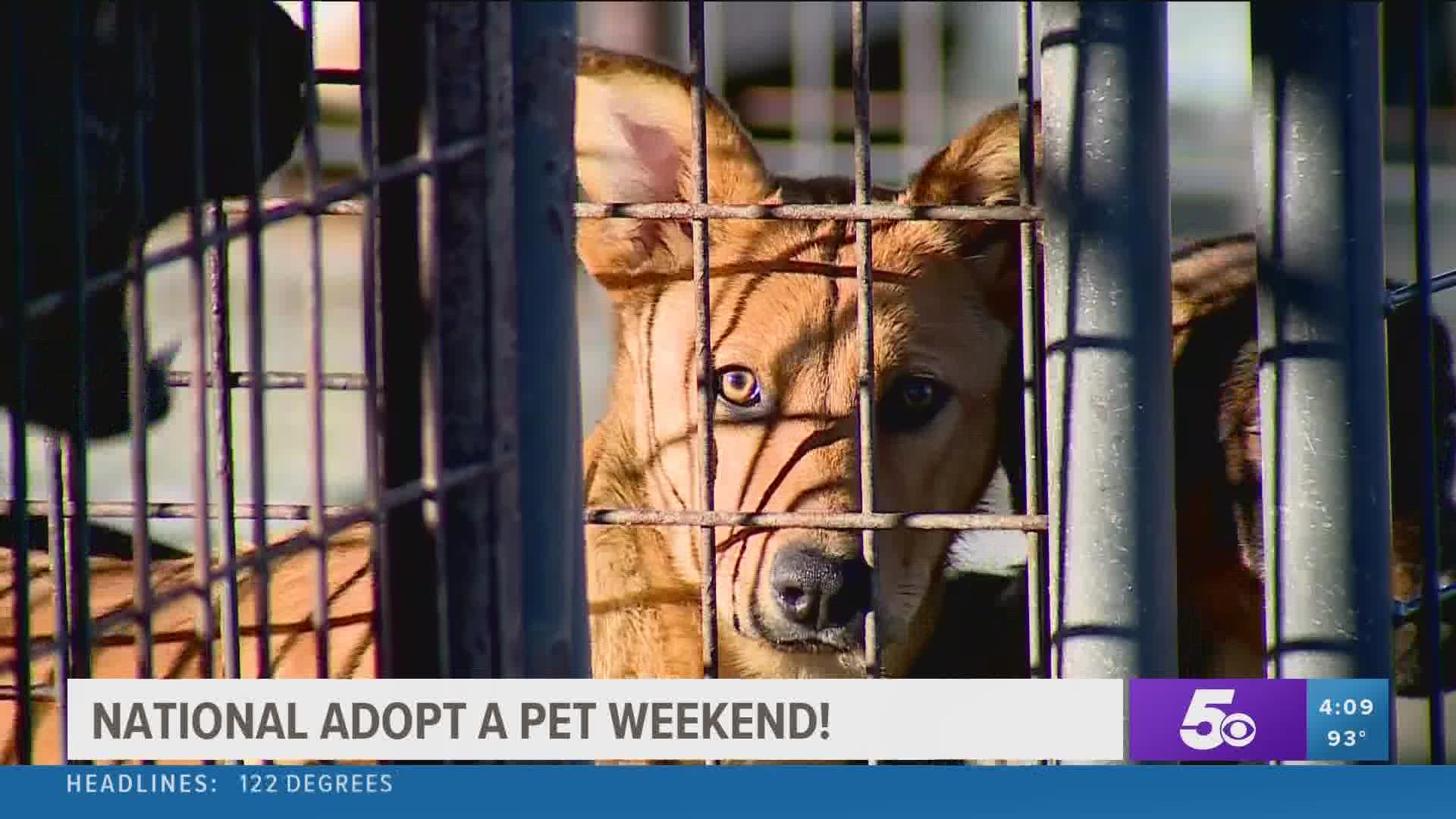 Arkansas animal shelters to host free pet adoption this weekend |  
