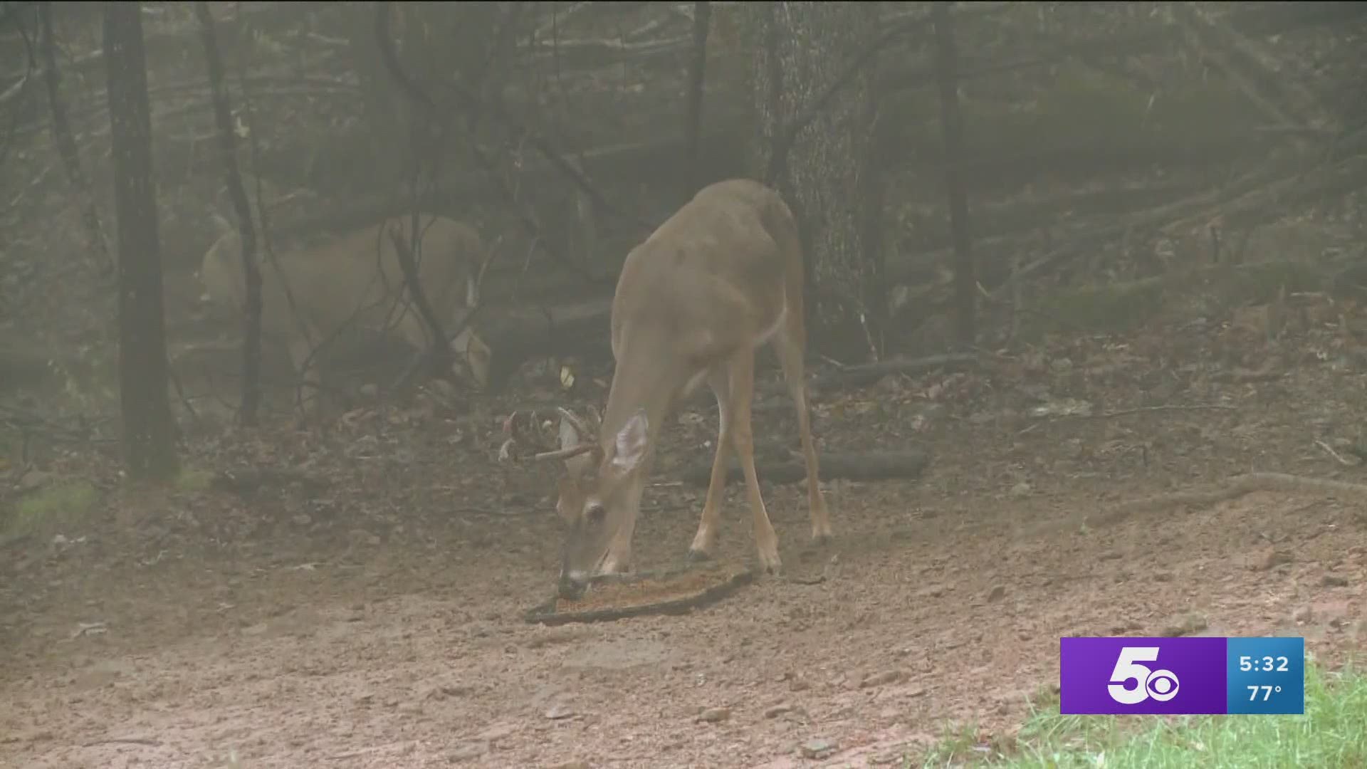 Wildlife officers urge hunters to call ahead before taking deer to be processed because many are backed up.