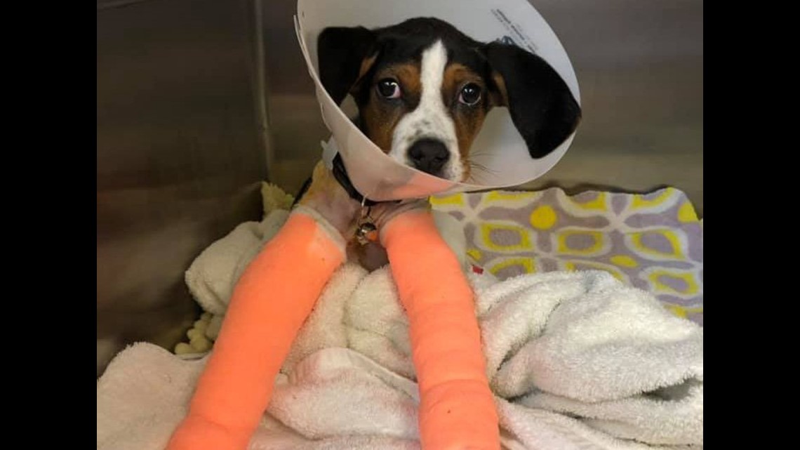 Puppy Born With Upside Down Paws Undergoes Second Surgery