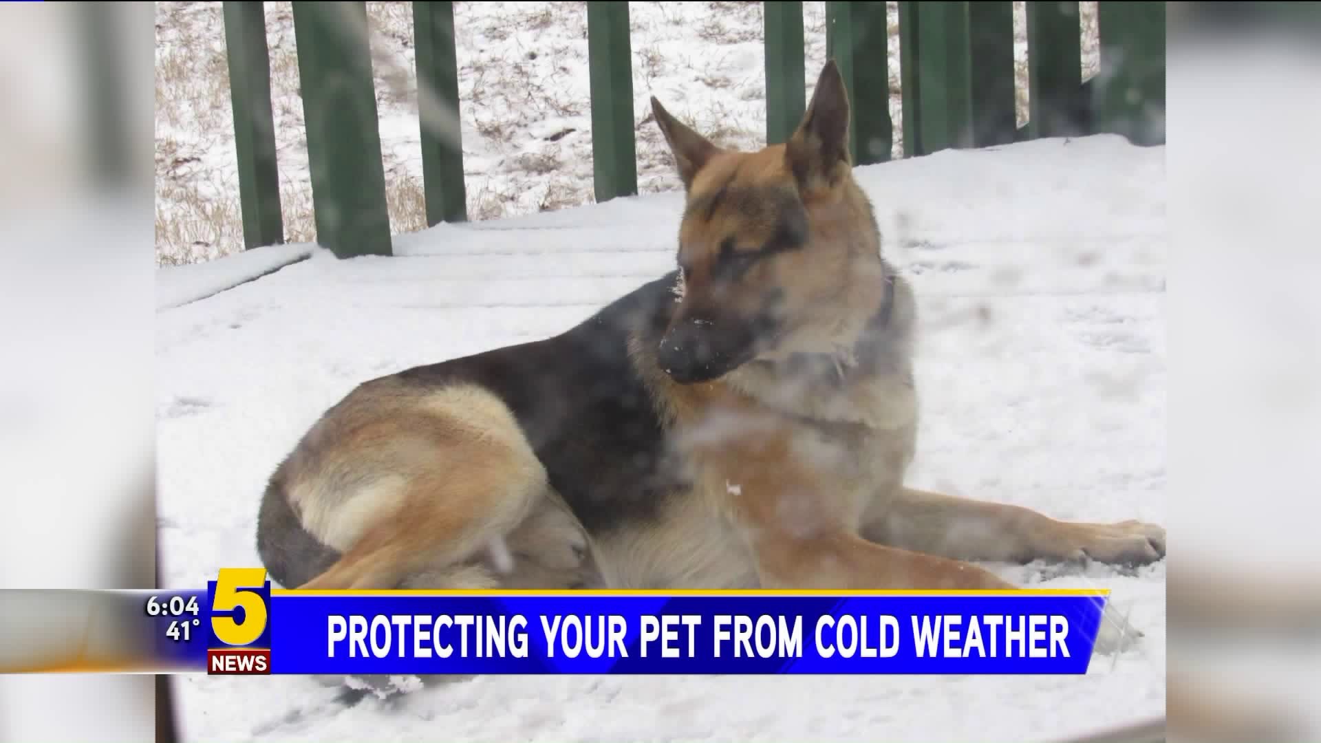 Protecting Your Pet From Cold Weather