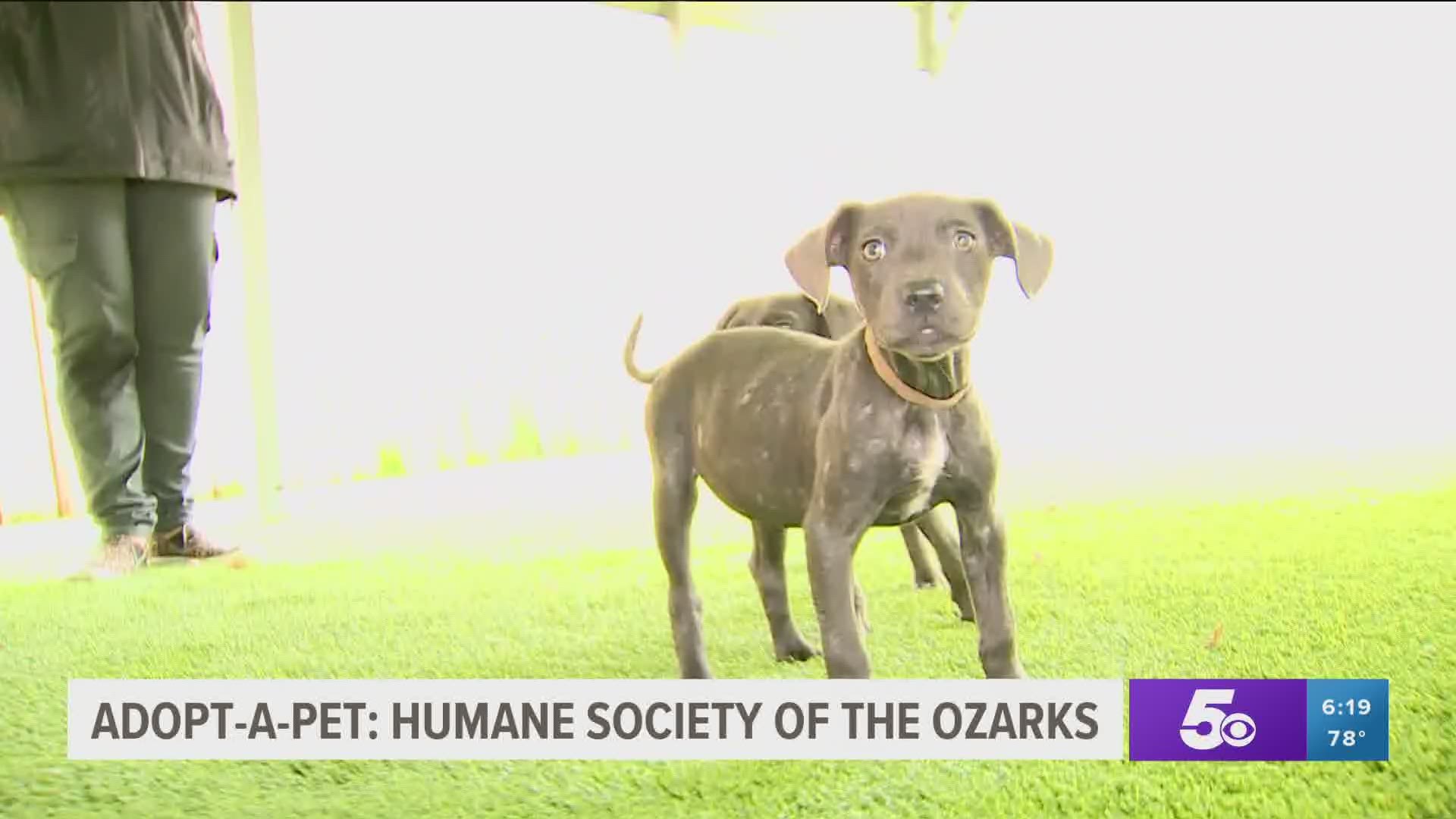 A bundle of cute dogs, including three puppies, is available for adoption through the Humane Society of the Ozarks. https://bit.ly/3ggQxjO