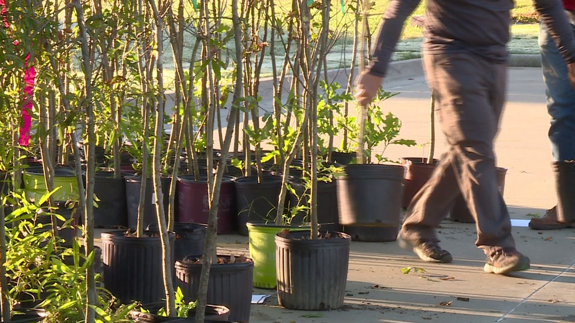 City of Rogers to host annual tree giveaway - Vimarsana News