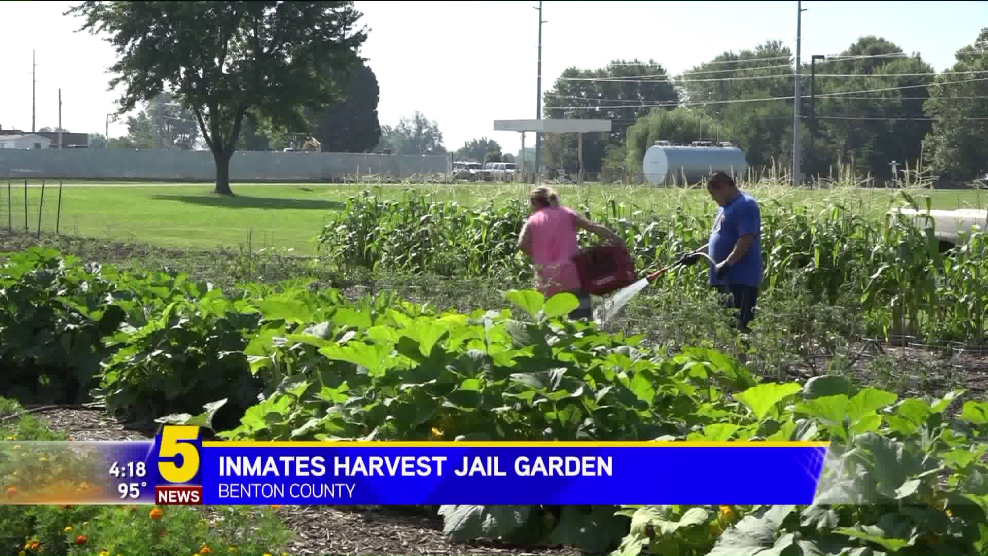 Inmates Harvest Jail Garden