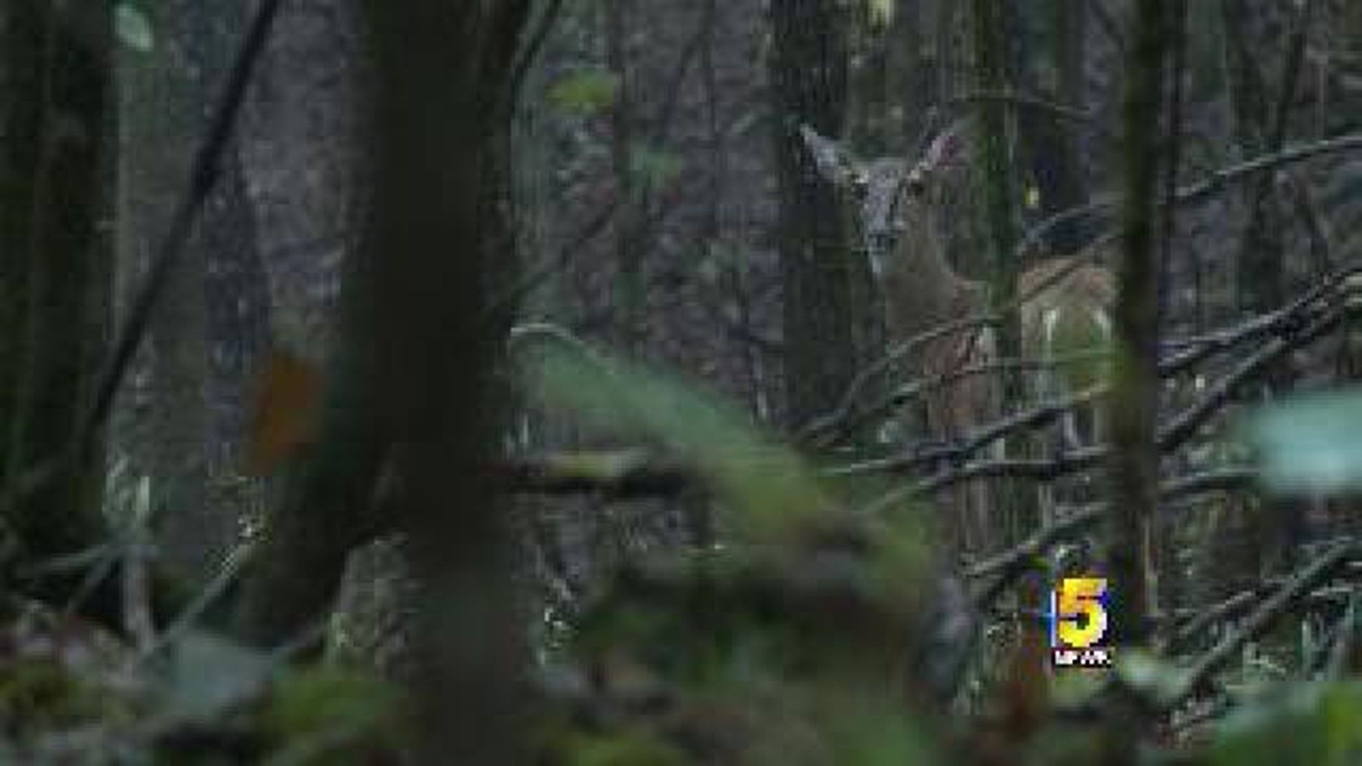 Deer Hunting 101 Teaches Basics