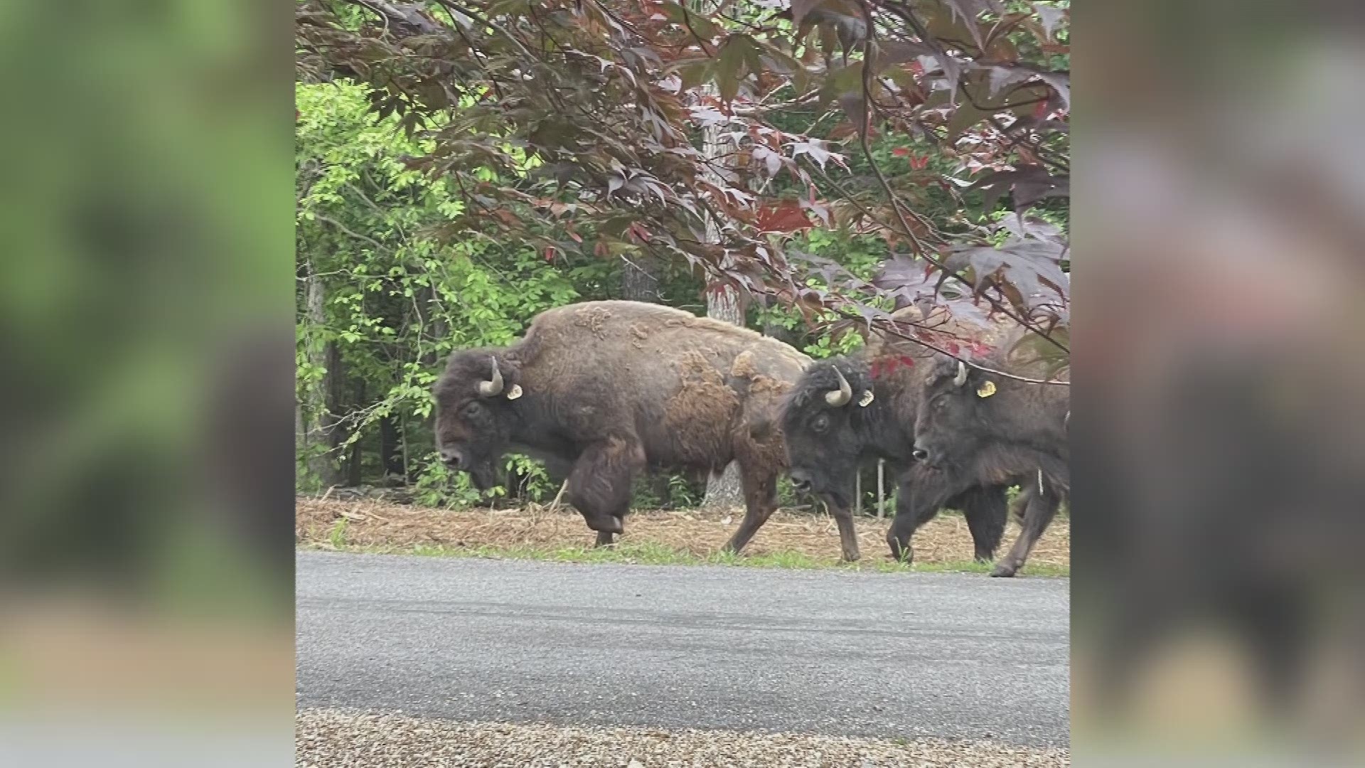 Over a dozen bison were on the loose in Bella Vista Monday.