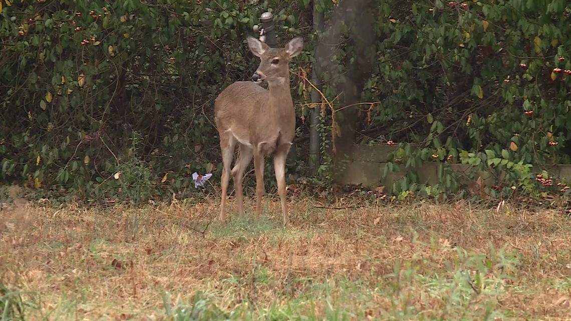 Wait times to get deer meat processed could be much longer