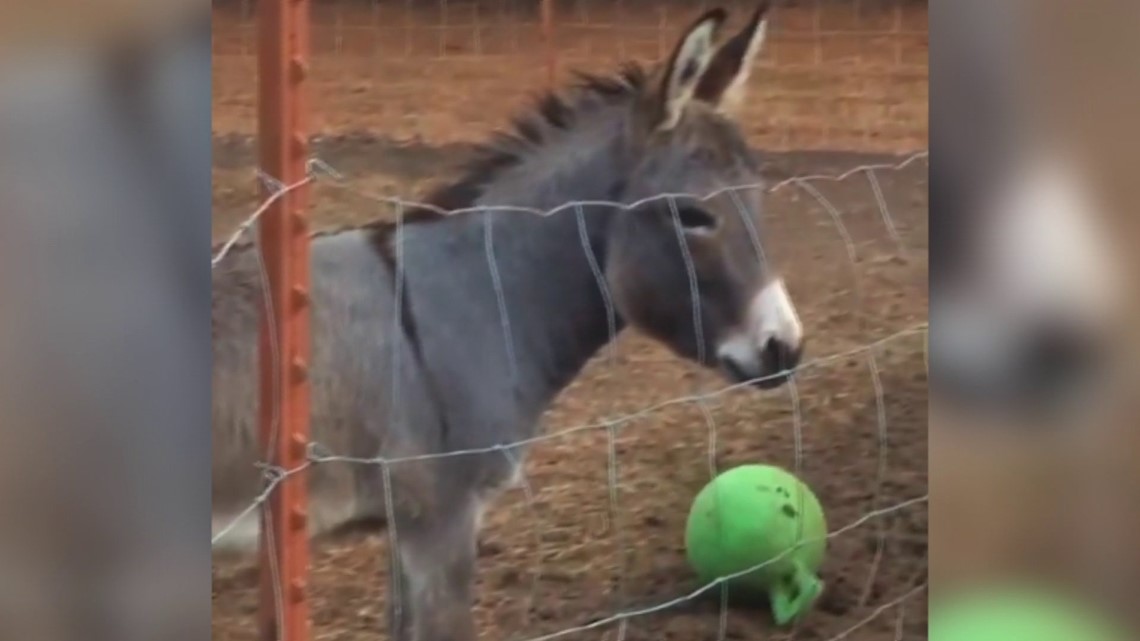 A Donkey, Named Donkey, Loves Playing Ball | 5newsonline.com