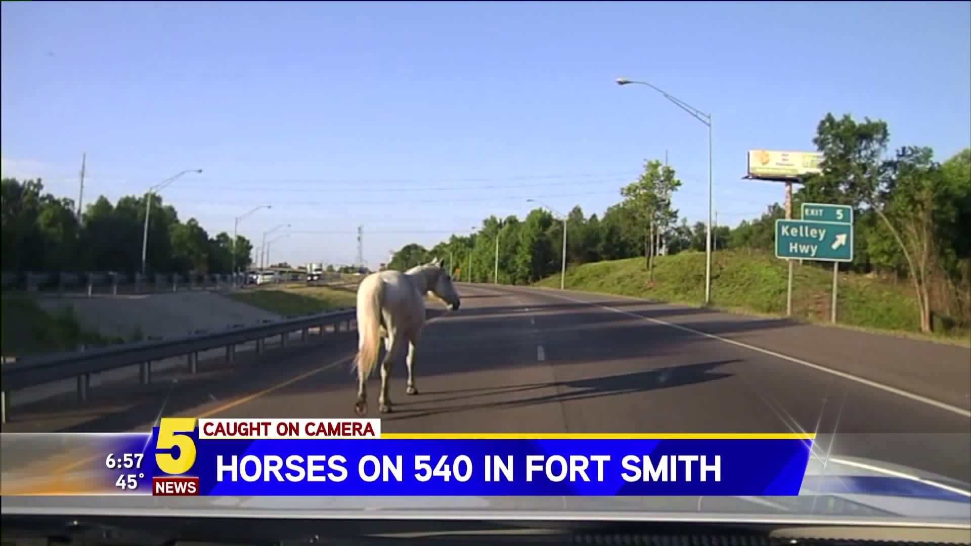 Horses on 540 in Fort Smith