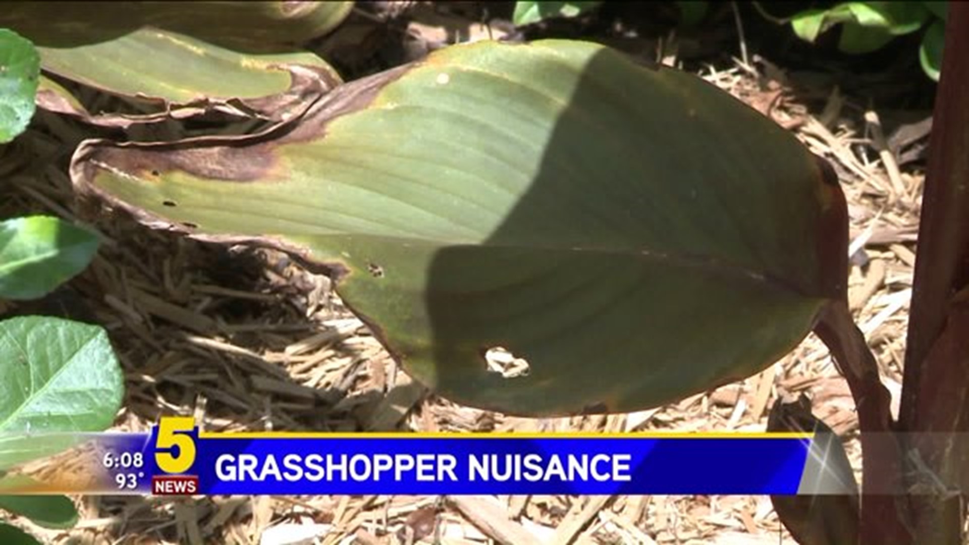 Grasshopper Nuisance