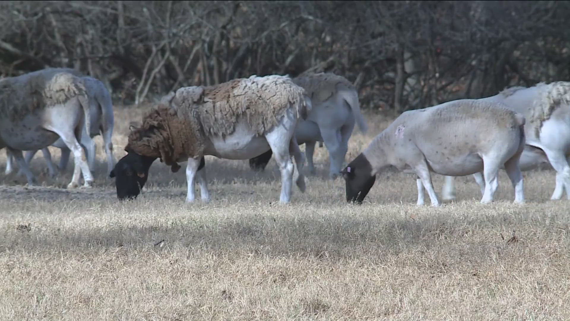 If the drought continues, Will Hanna of Hanna Family Ranch said they may consider raising the prices of their lamb meat. 