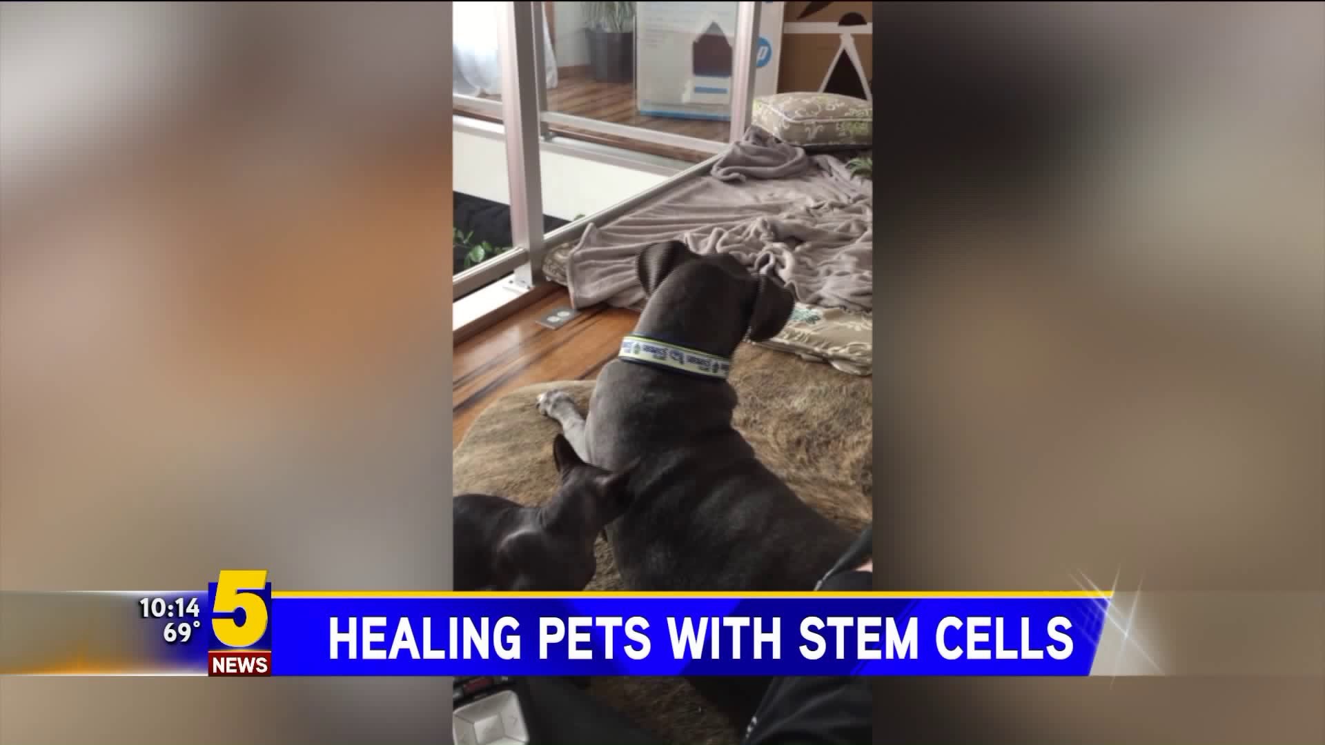 Healing Pets with Stem Cells