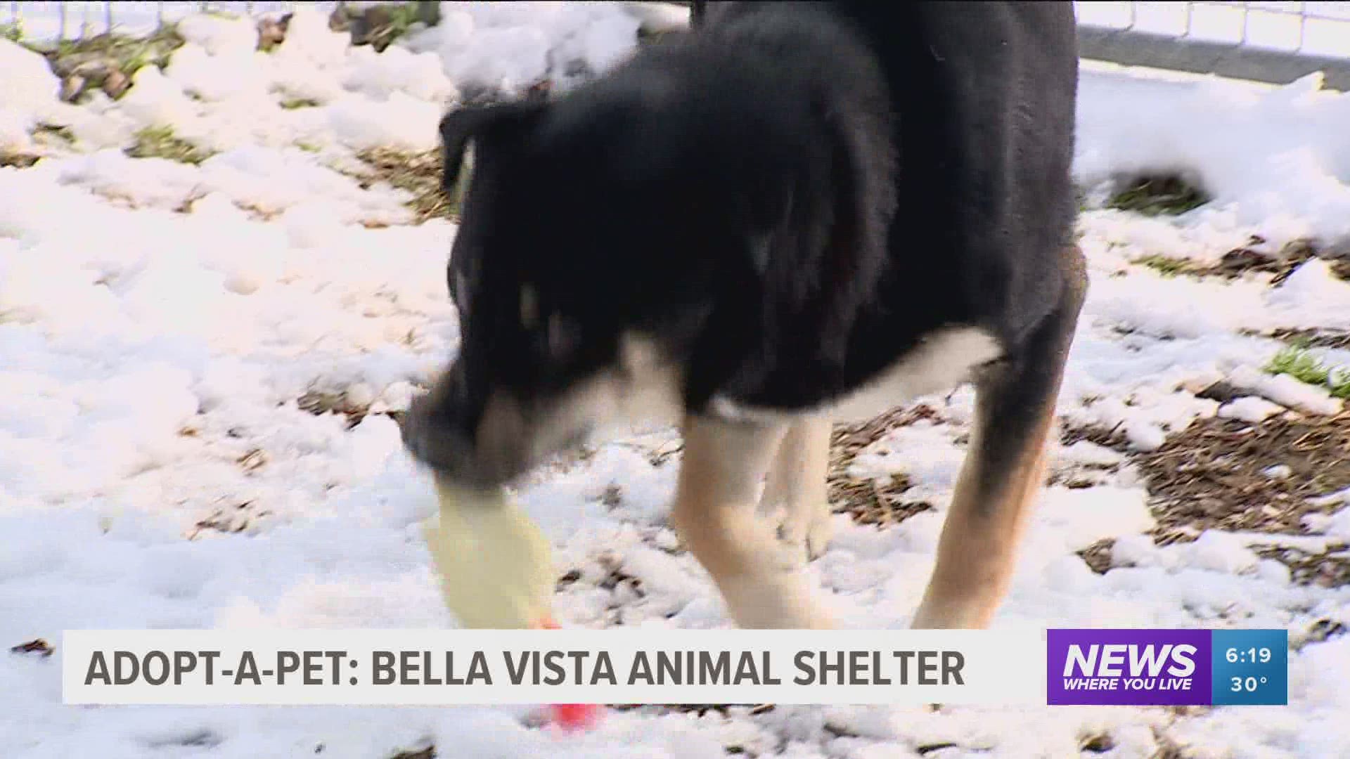 Husky-Rottweiler mix Champ and sisters Faith and Hope are waiting for their forever families at the Bella Vista Animal Shelter. https://bit.ly/34kiX8O