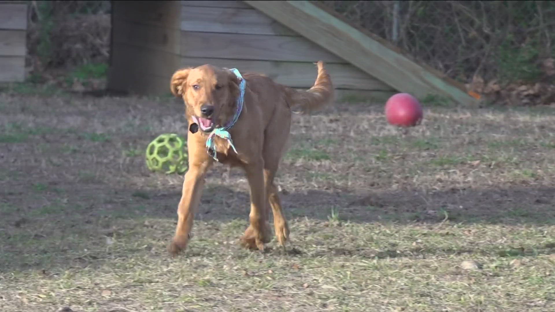 Good Dog Cafe aims to bring a sense of community among dog lovers with its weekly dog parties.