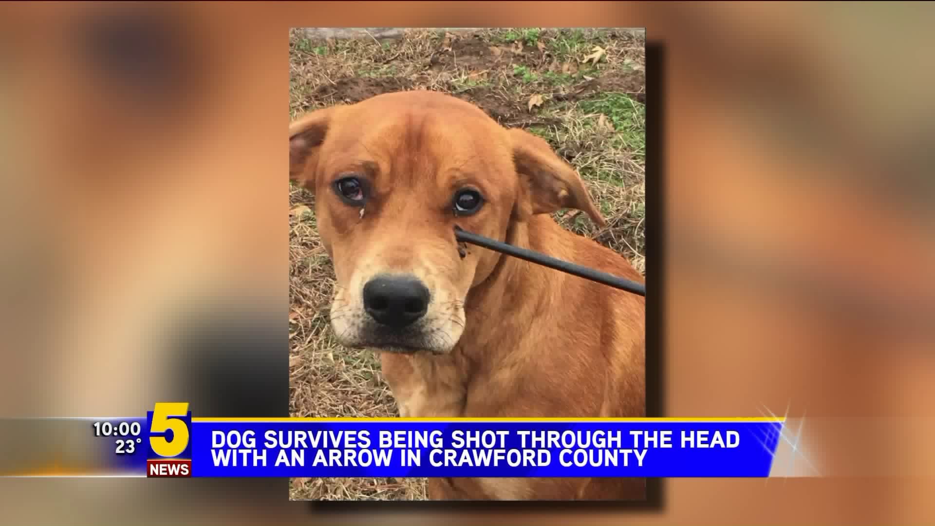 WARNING Graphic Images Dog Shot Through The Head With Arrow In 