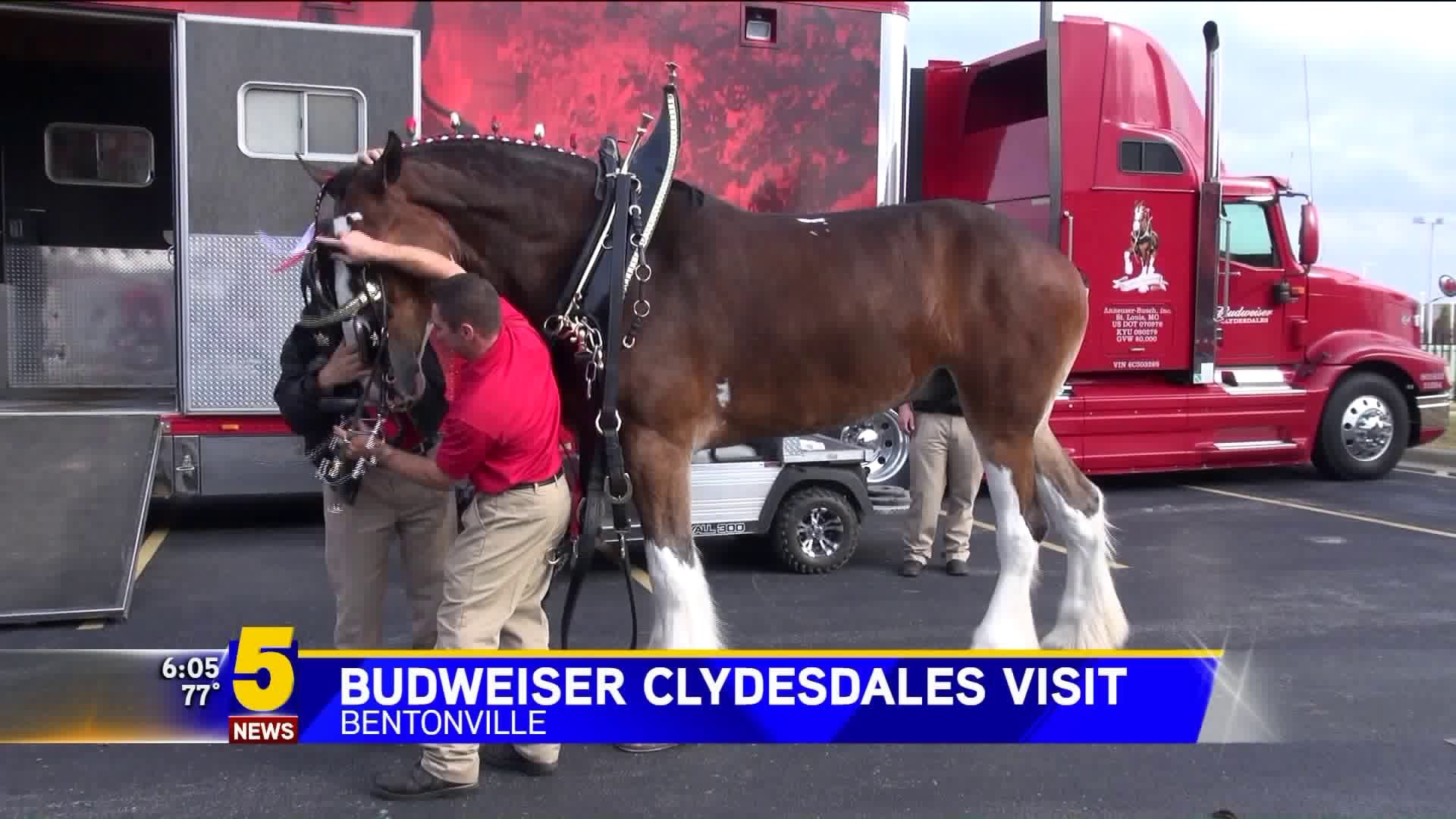 Budweiser Clydesdales Visit
