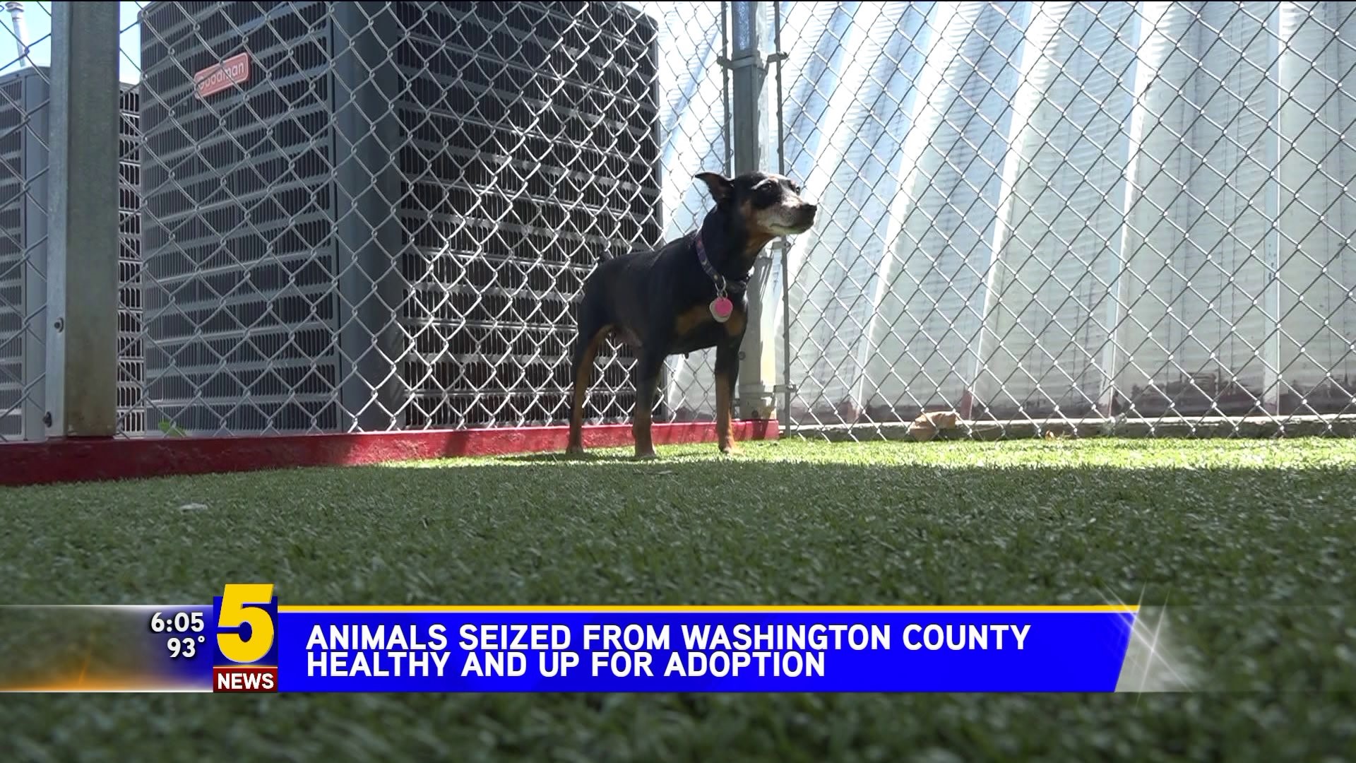 Dozens of Animals Taken From Alleged Puppy Mill Now Up For Adoption |  