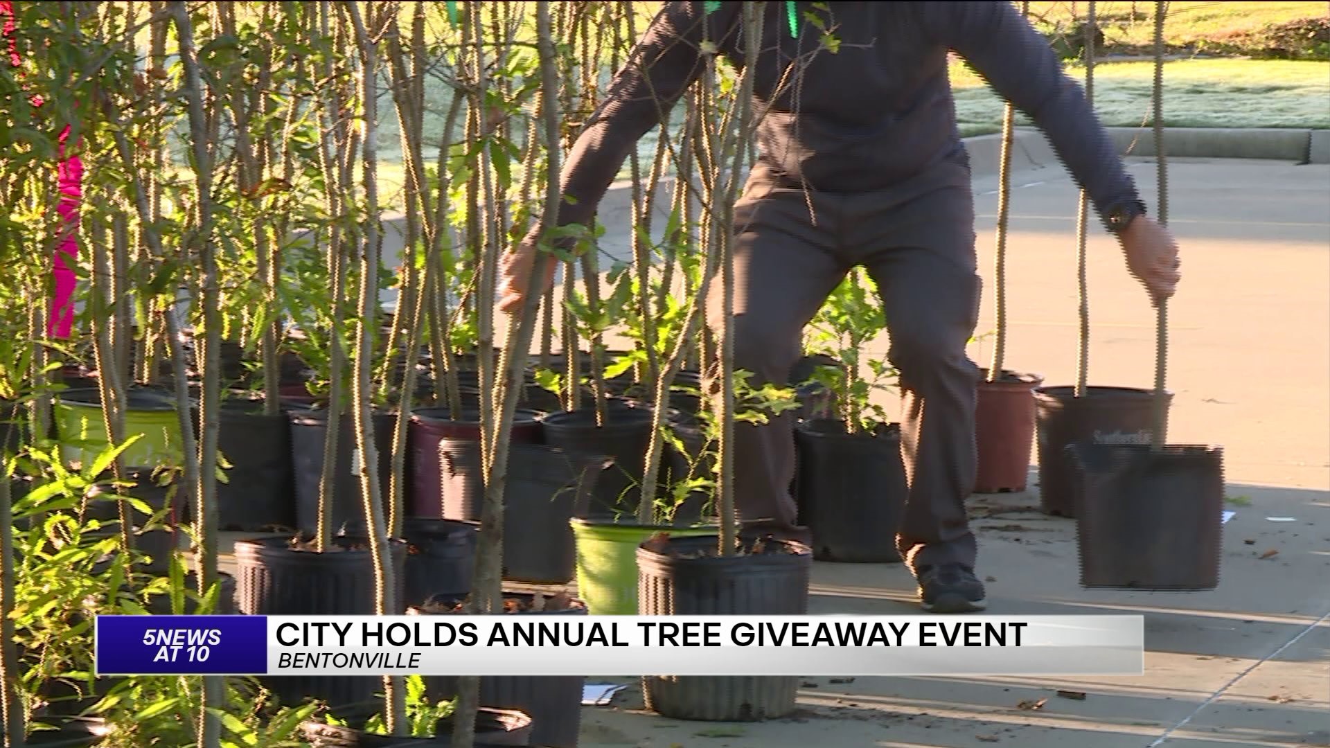 The City Of Bentonville Hosts Spring Tree Giveaway