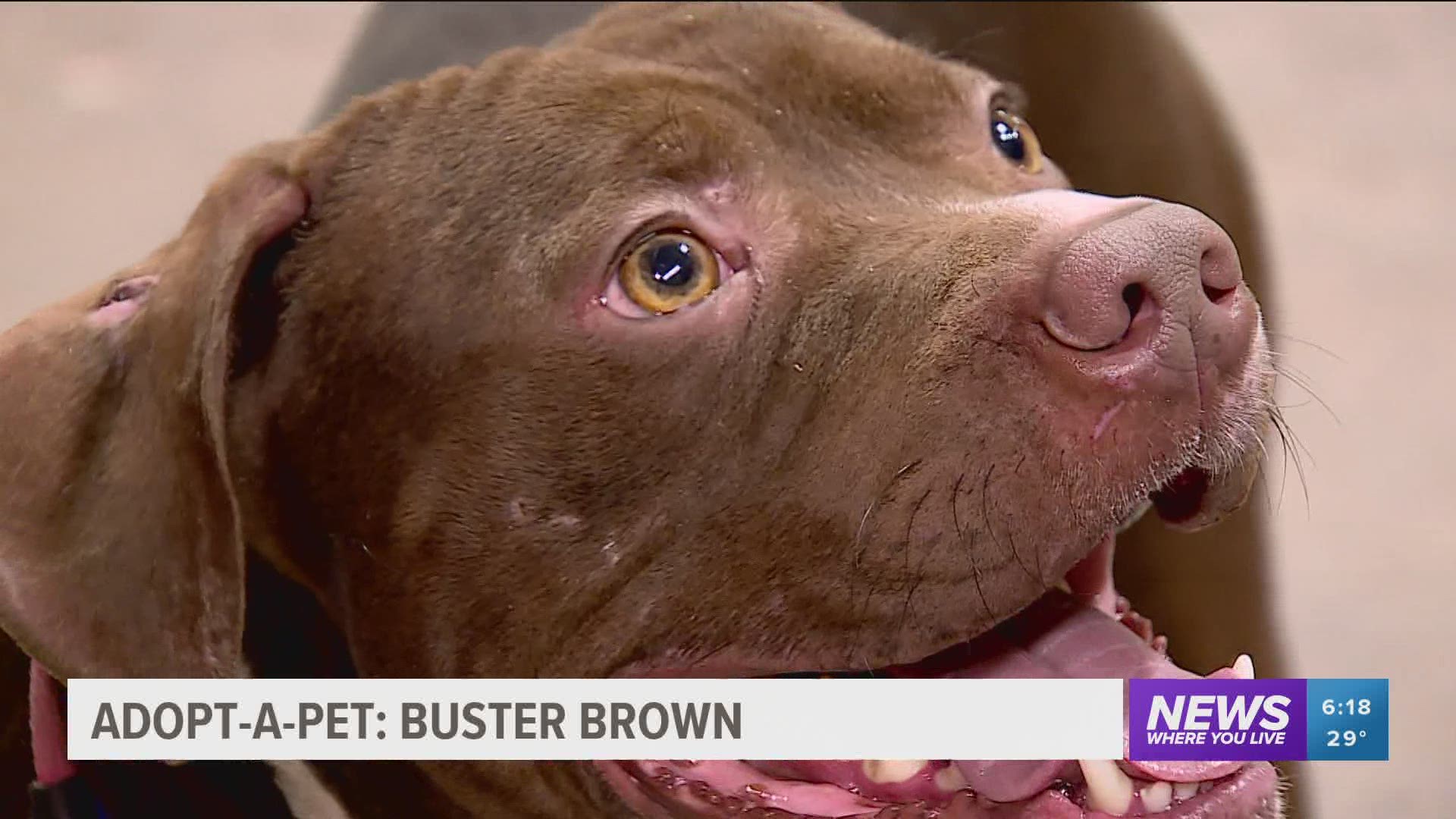 2-3-year-old pitmix Buster Brown is up for adoption at the Friends of Prairie Grove Pound. https://bit.ly/3qXKyoV