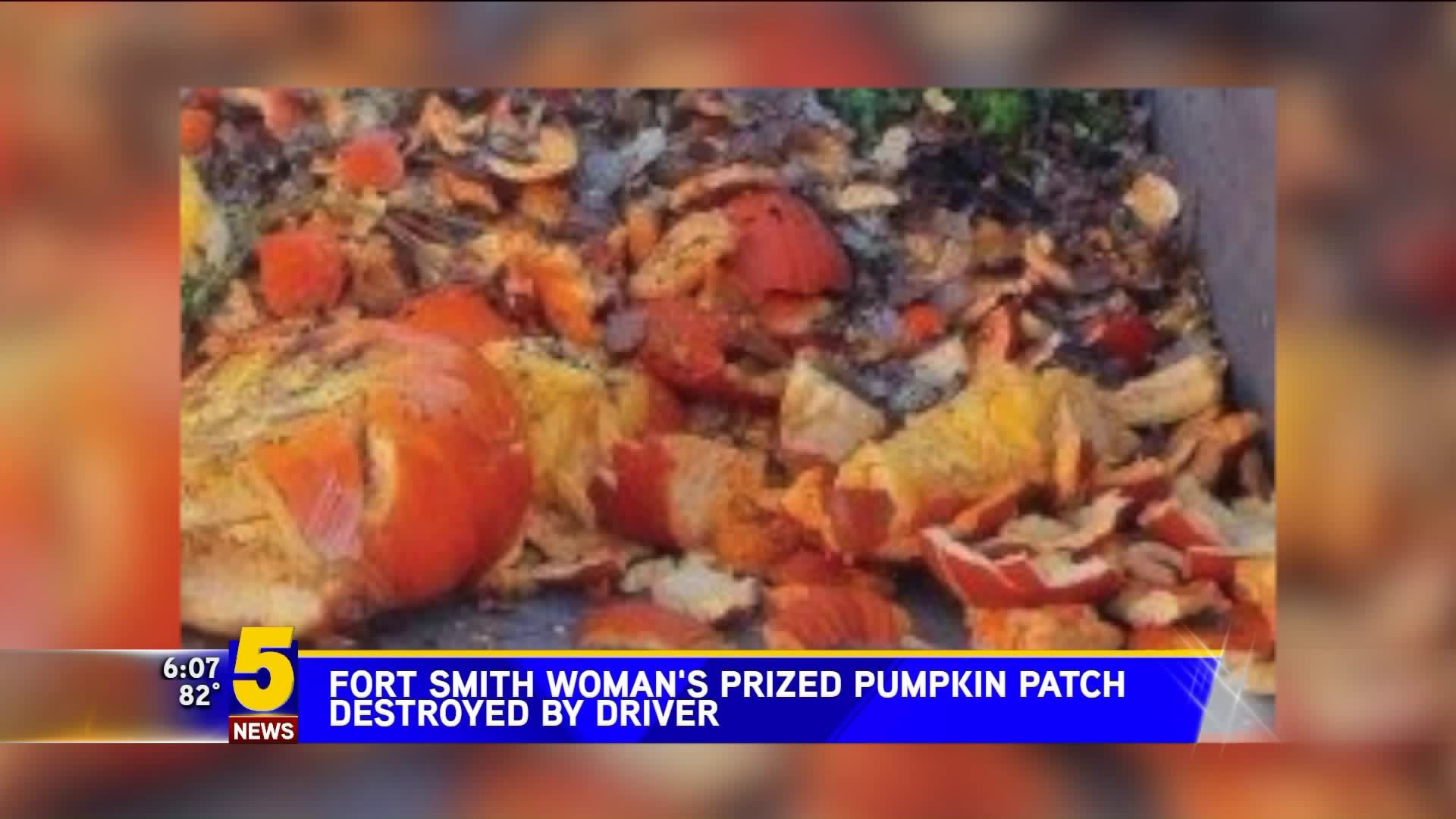 Fort Smith Woman`s Prized Pumpkin Patch Destroyed By Drivers