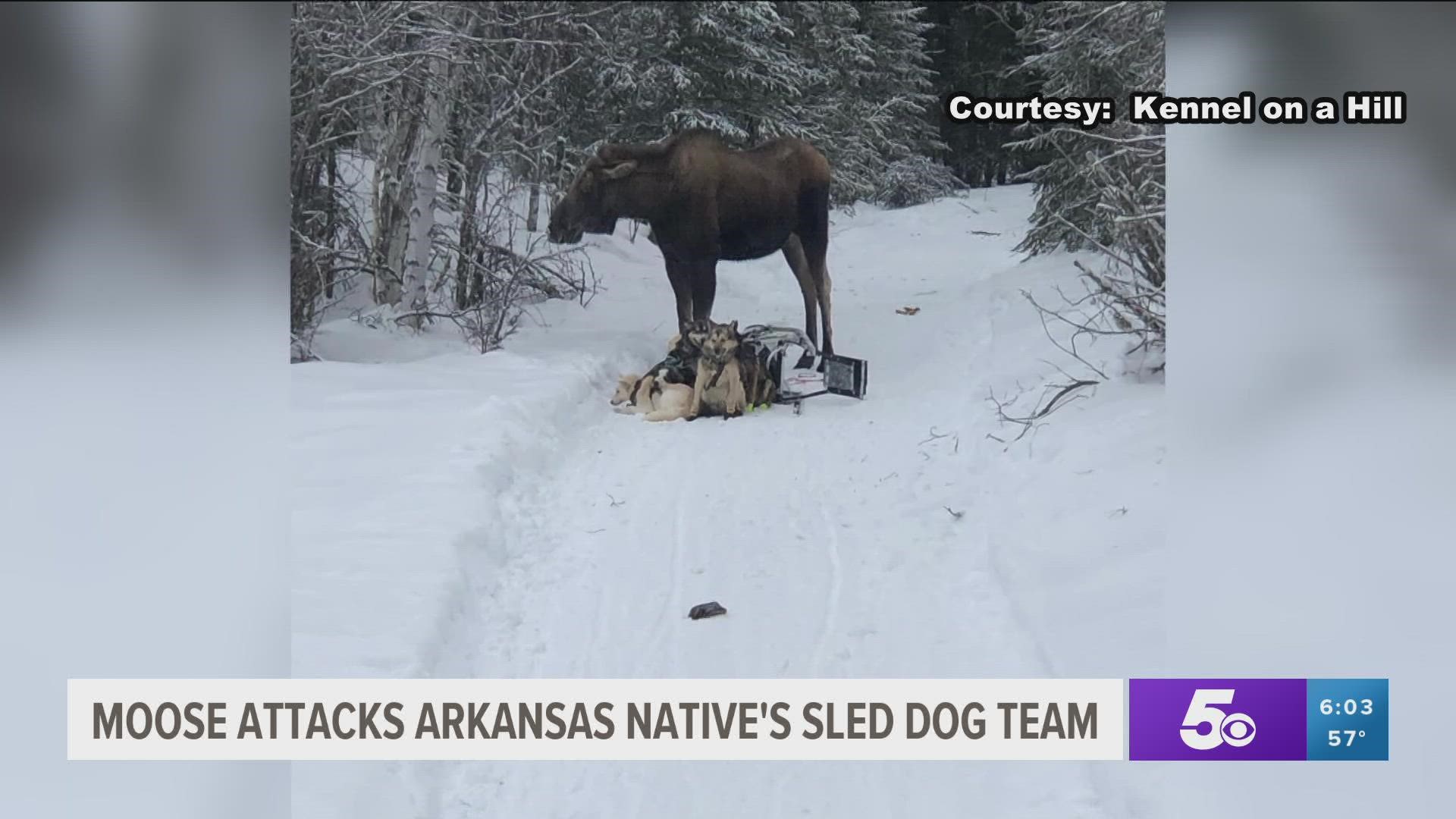 Arkansas native Bridgett Watkins and her sled dog team were attacked by a bull moose for over an hour while training in Alaska leaving four of her dogs injured.