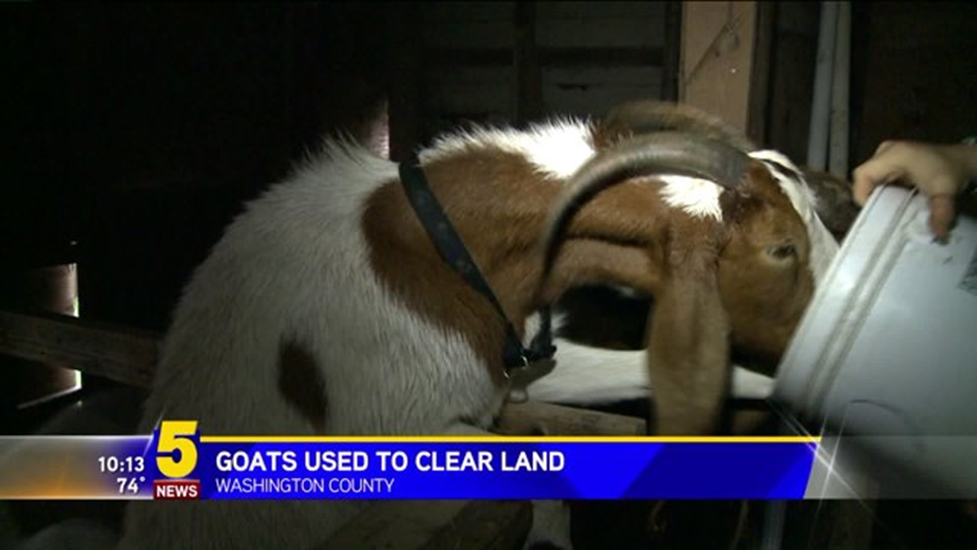 City Uses Goats To Clear Ivy In Park