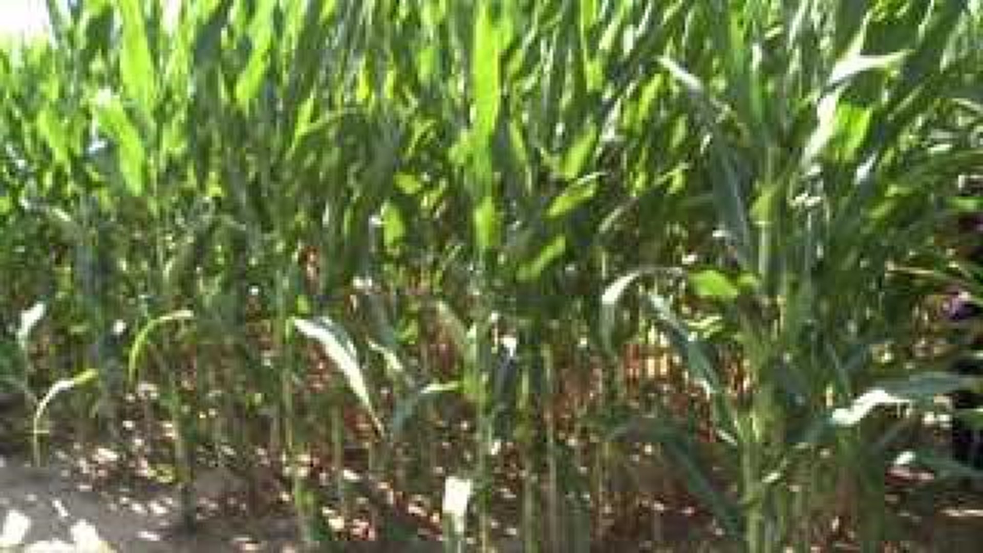 Corn Test Plot Contributes to International Research