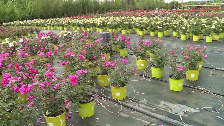 Sharum’s Garden Center Tips: New Tropical Paradise Center And Tips For Crepe Myrtle Care
